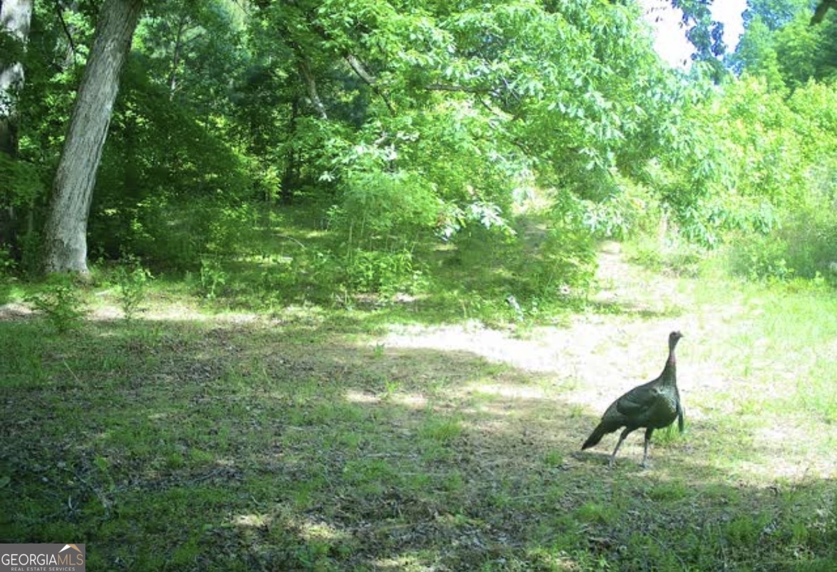 1044 Hutchings Mountain Road Property Photo 55
