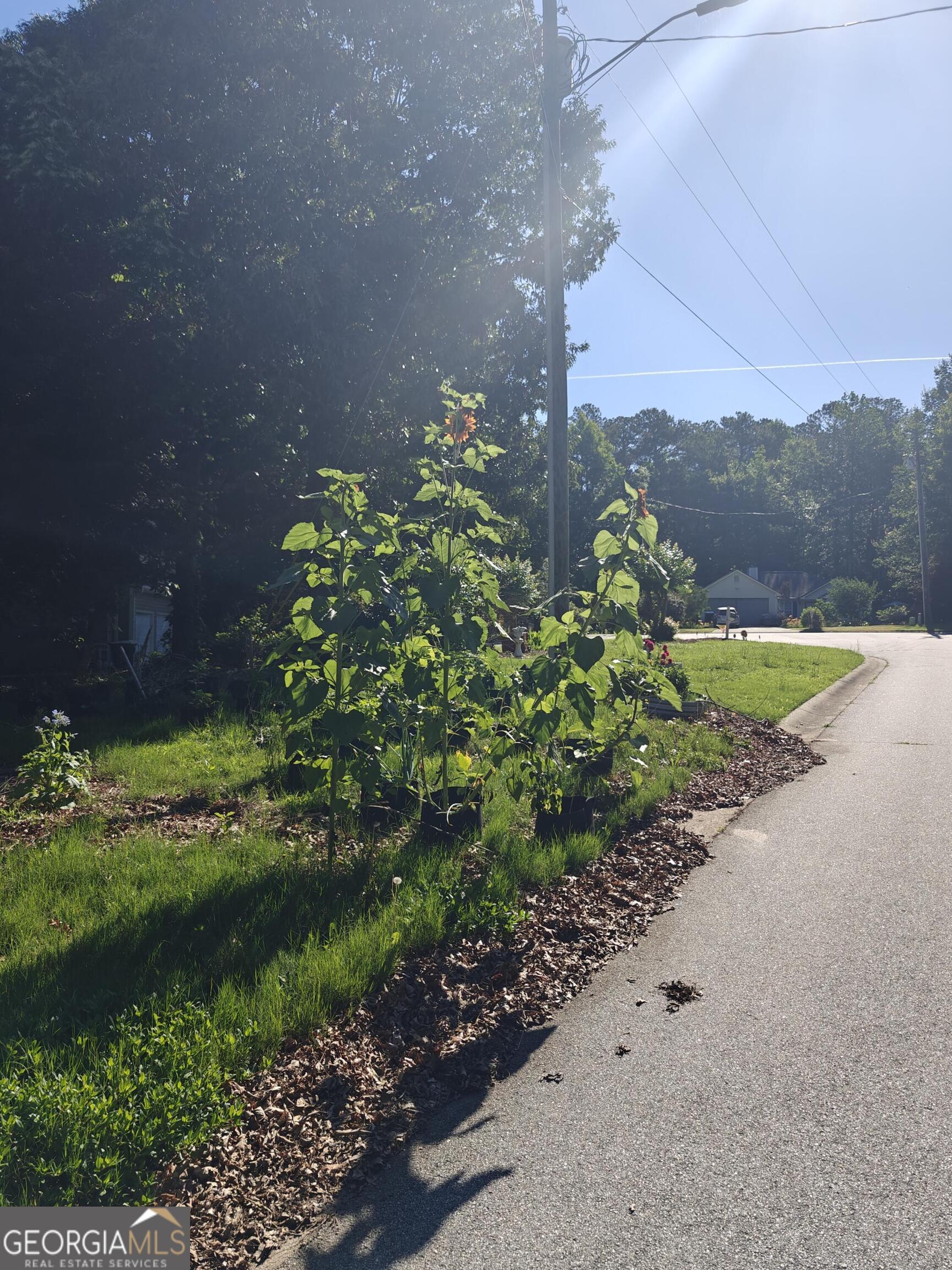 115 Cash Way Property Photo 21