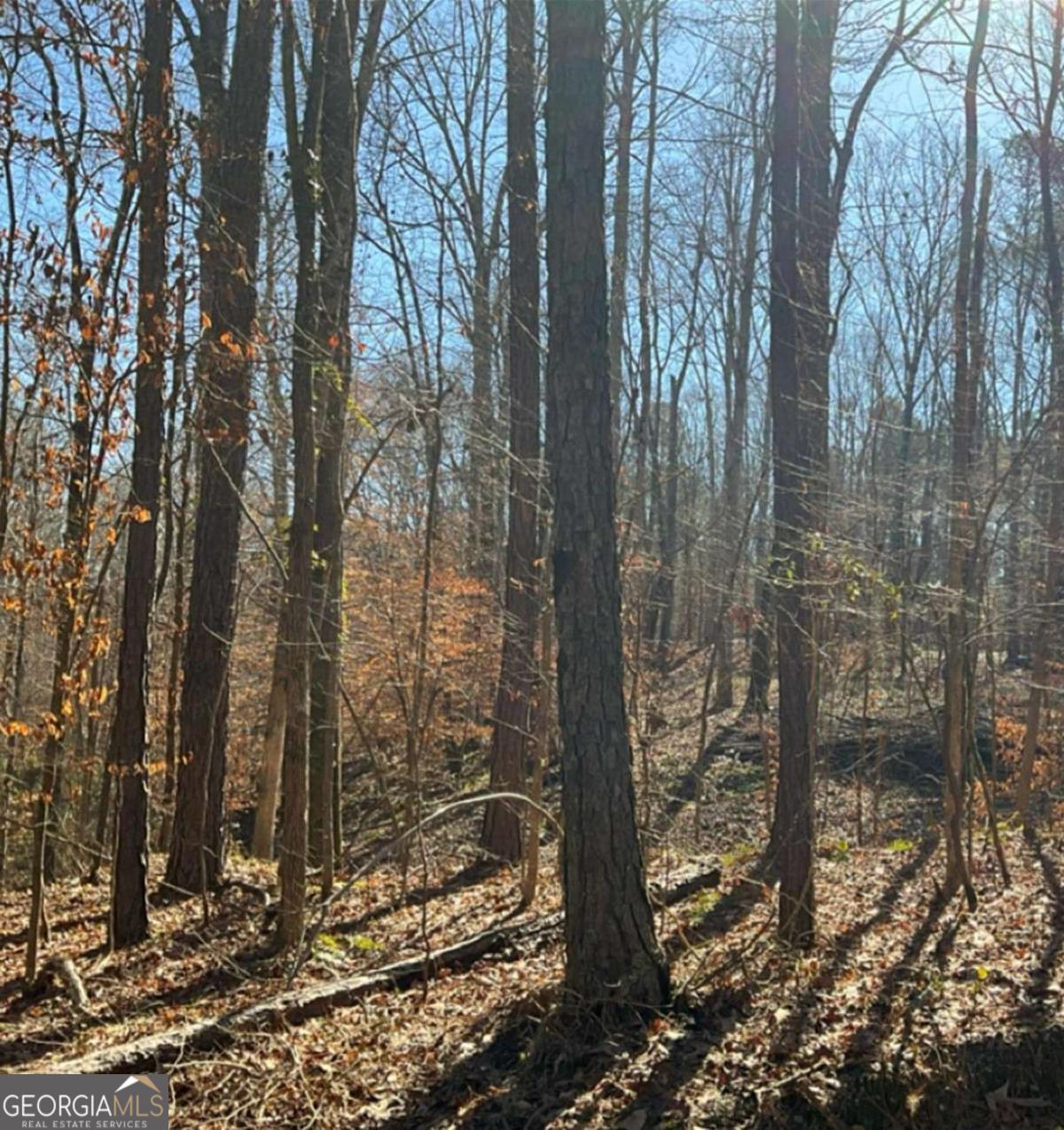 0 Long Leaf Drive Property Photo 4