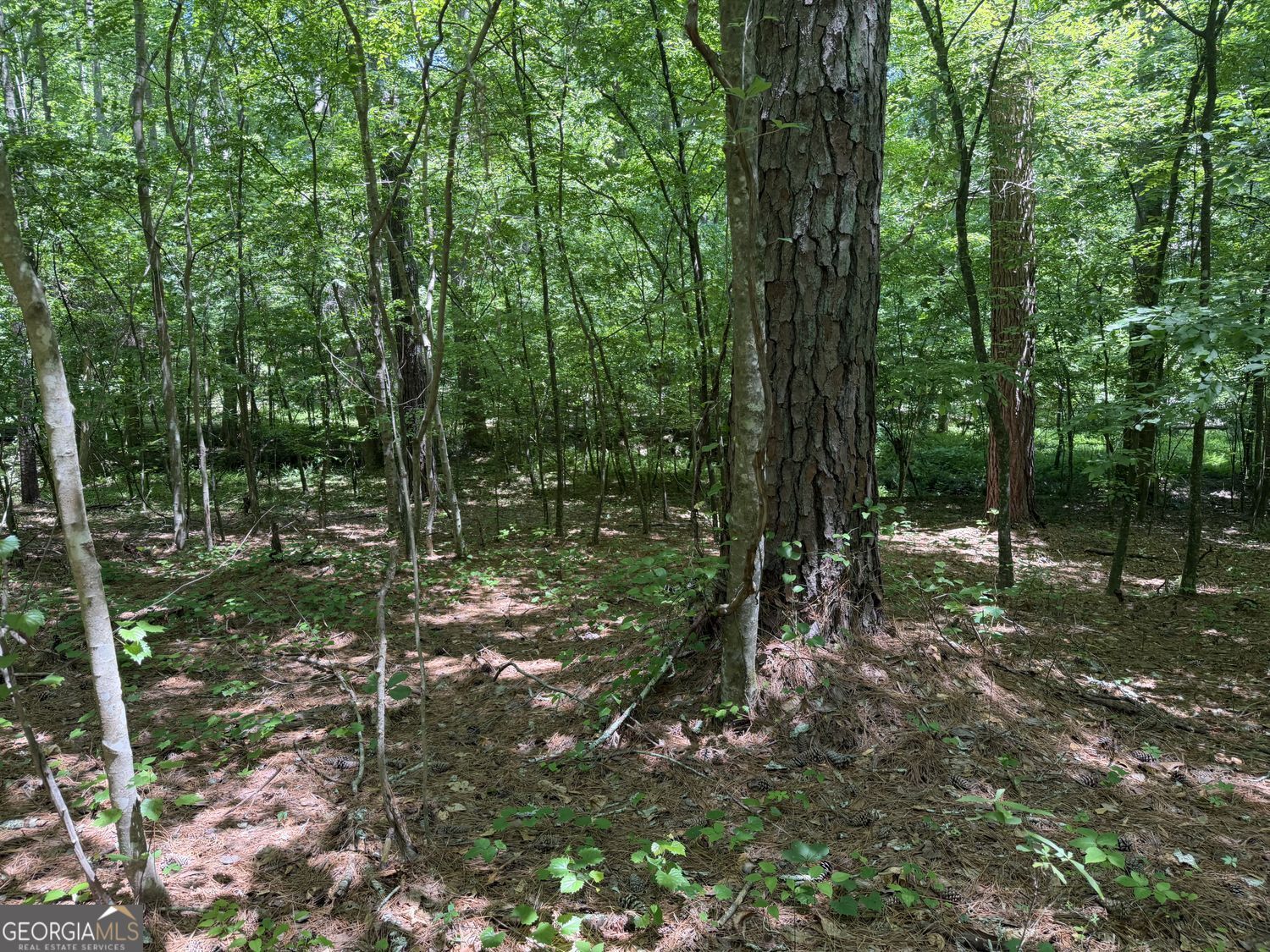 565 Avery Road Property Photo 8