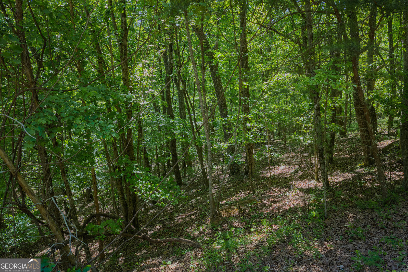 0 Mulberry Circle Property Photo 8
