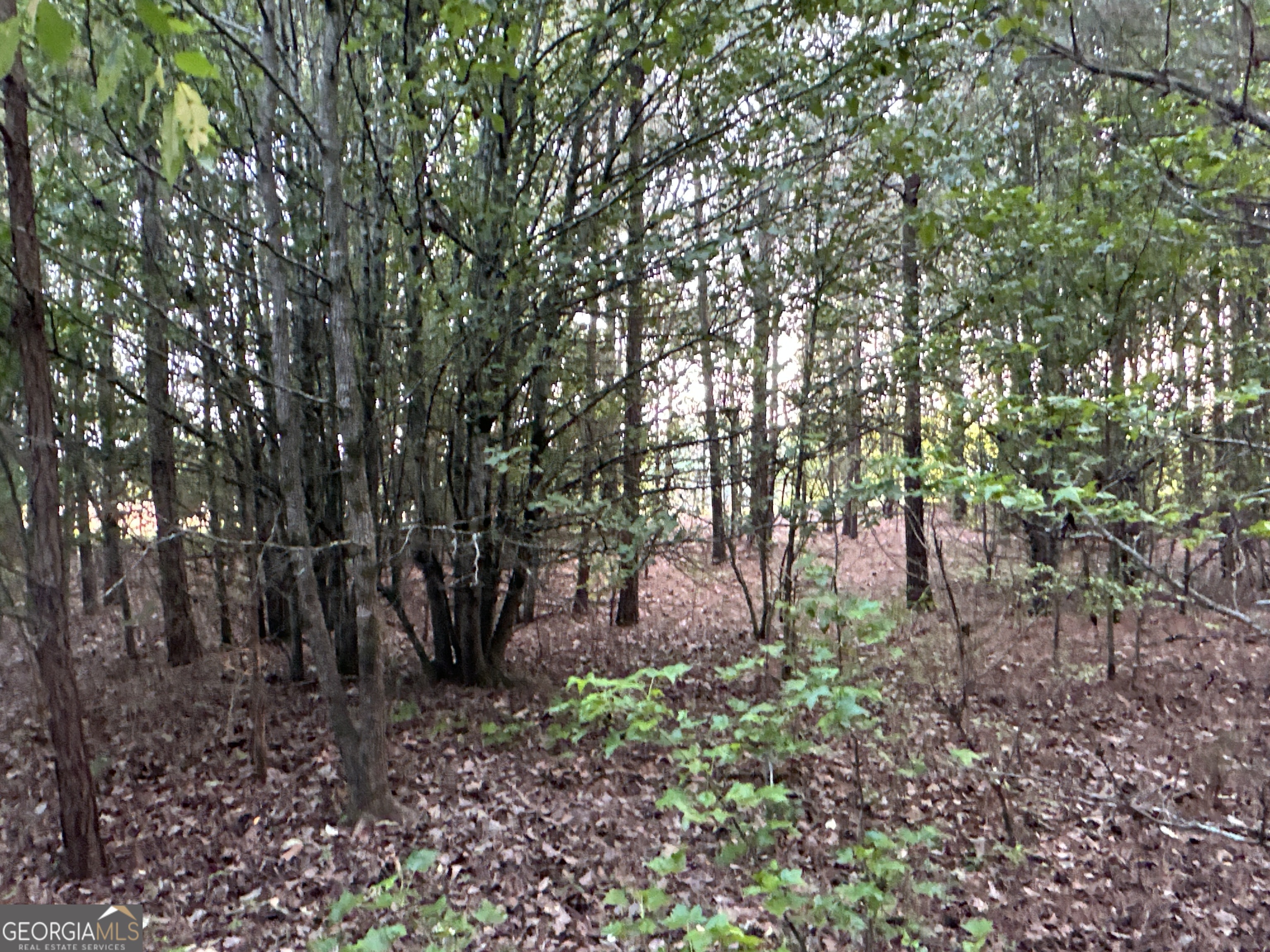 Lot 7 County Road 520 Property Photo 6