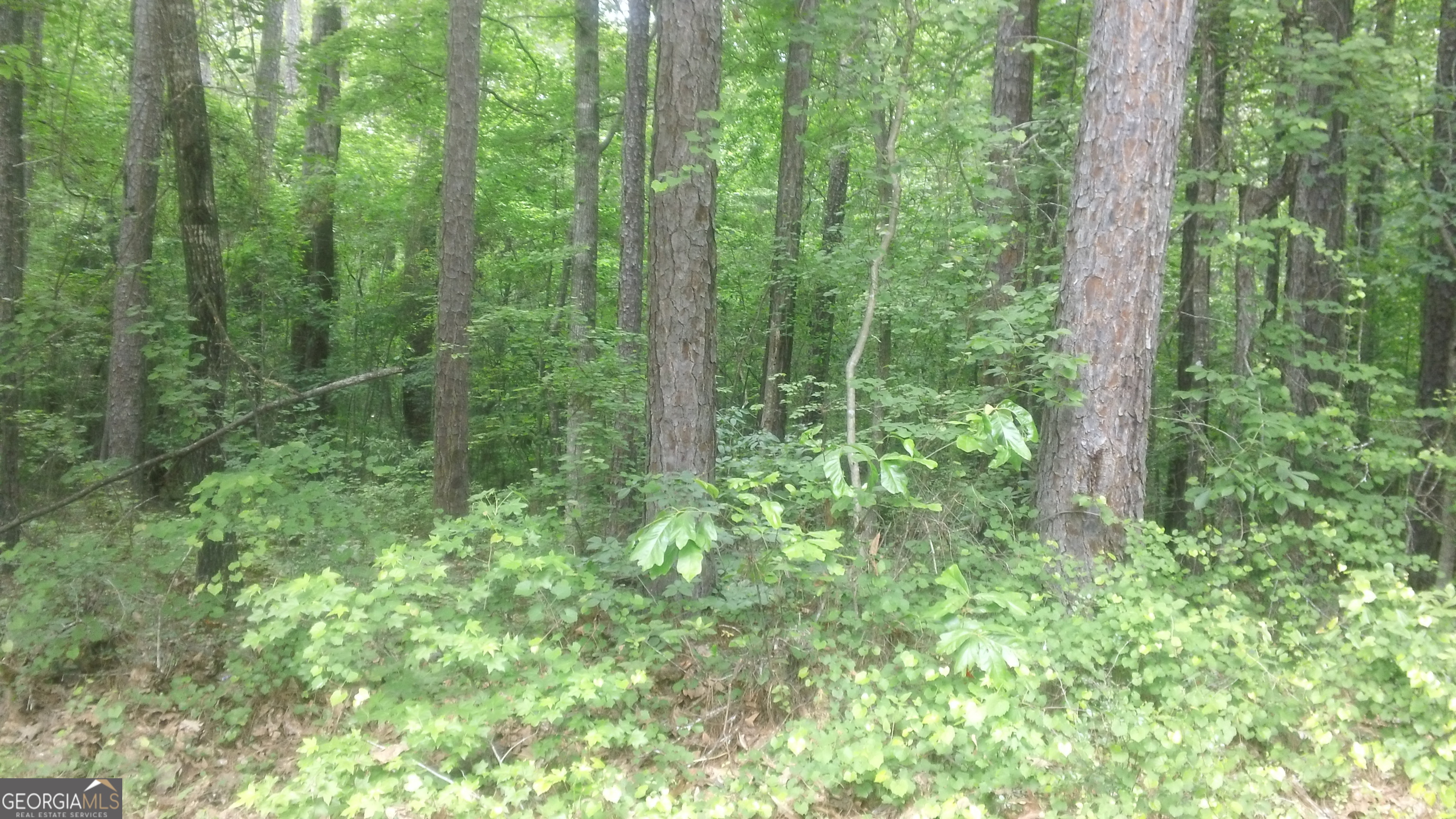 0 Woodduck Court Property Photo 6