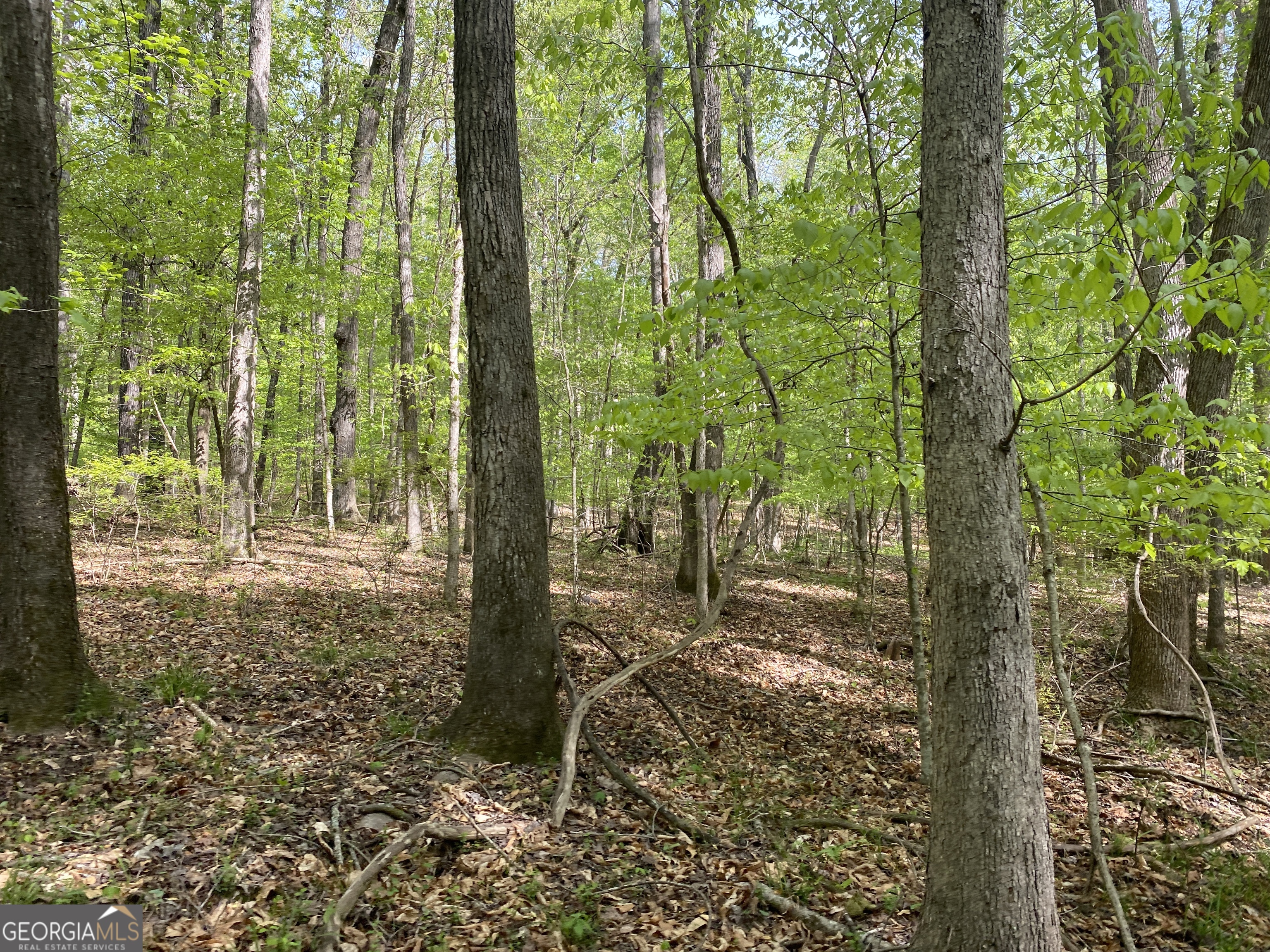 3 Curry Falls Trail Property Photo 3