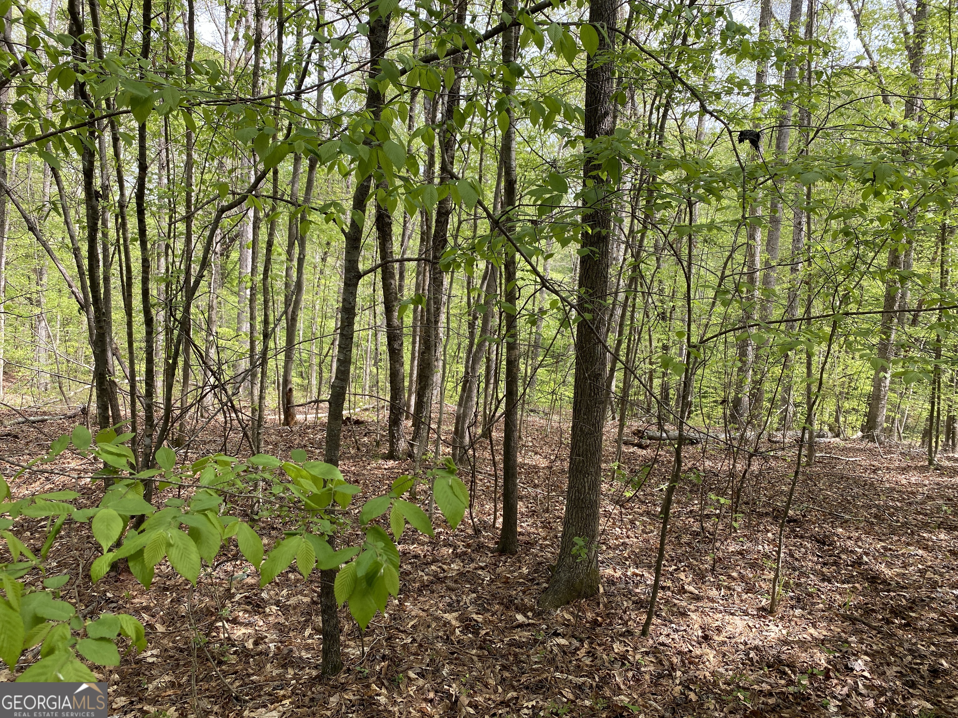 3 Curry Falls Trail Property Photo 4