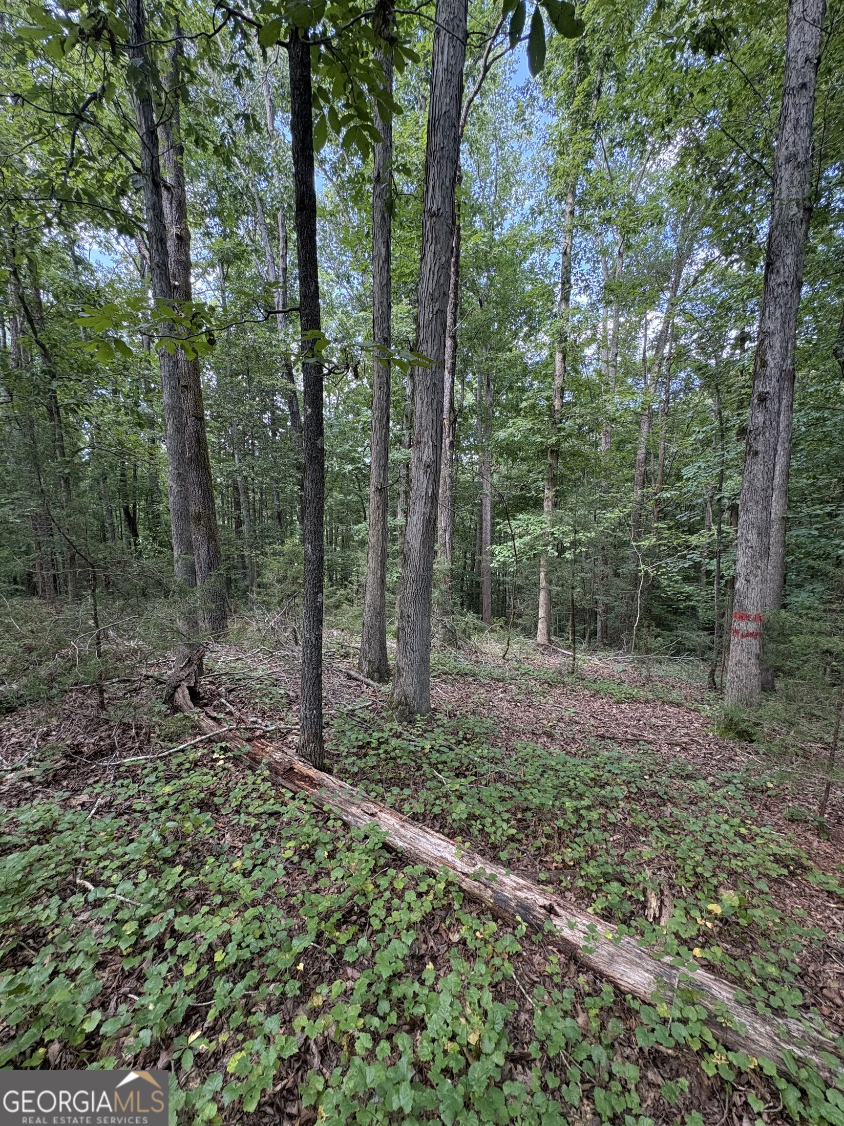 1208 Hornets Bridge Drive Property Photo 15