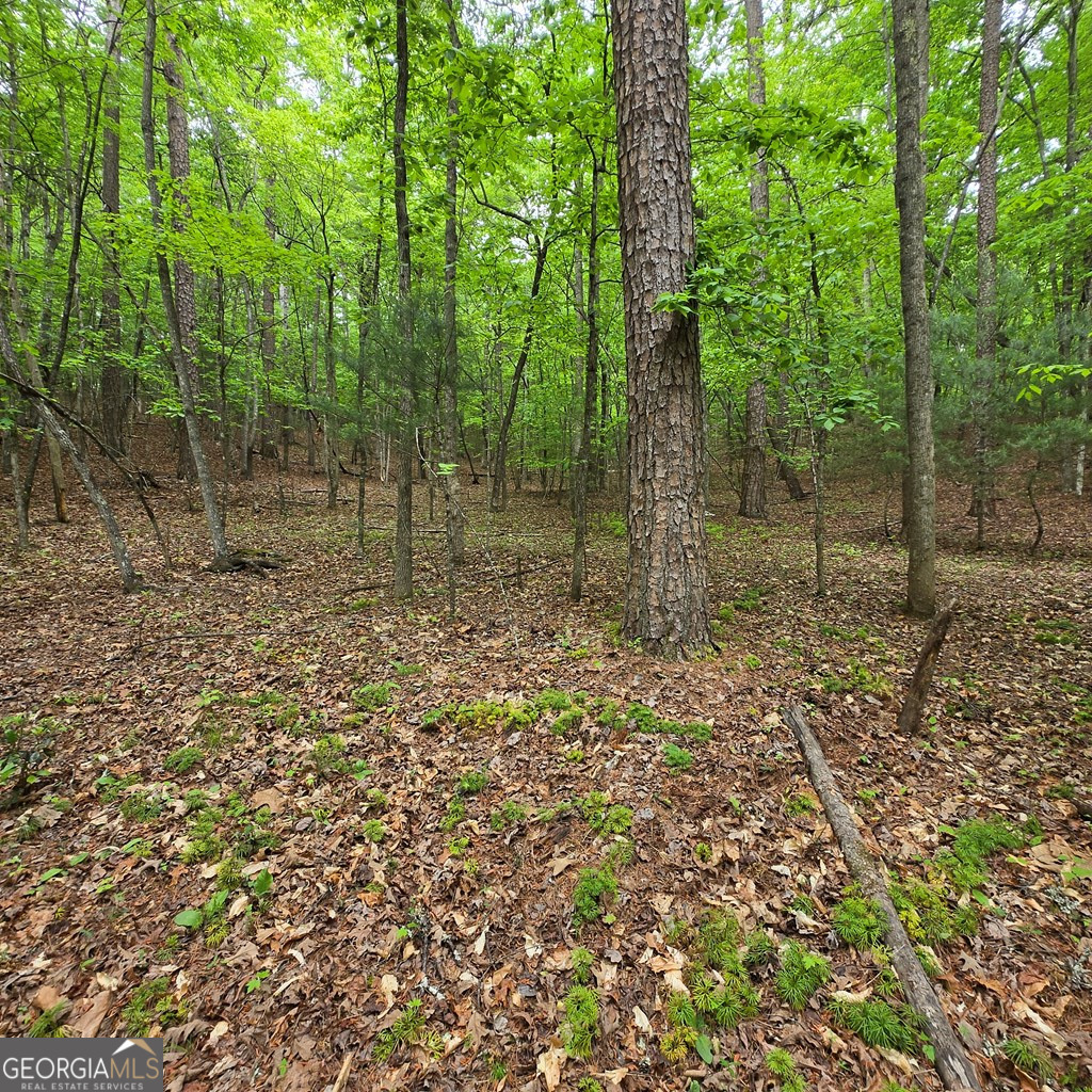 3.5acre Dusty Trail Property Photo 8