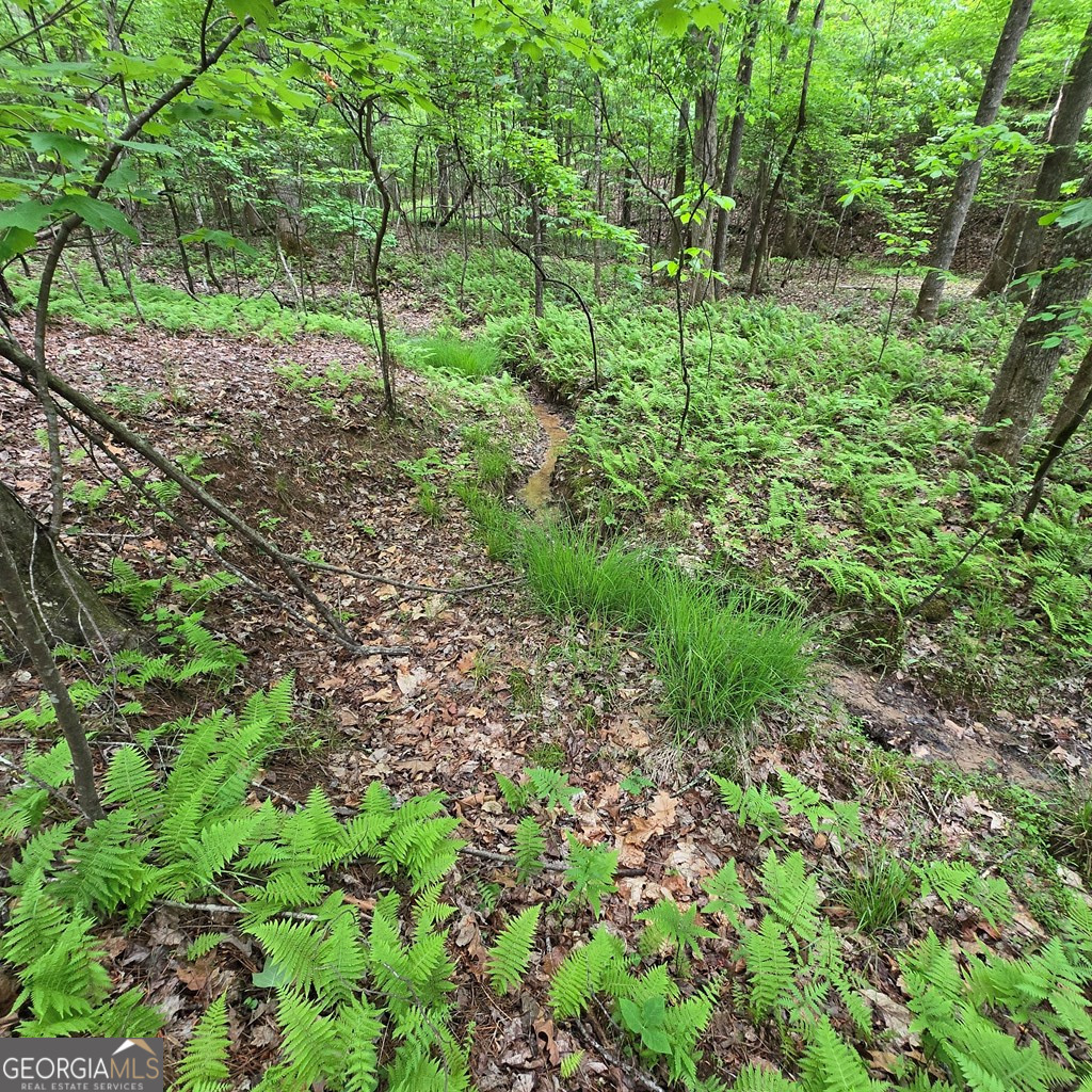 3.5acre Dusty Trail Property Photo 9