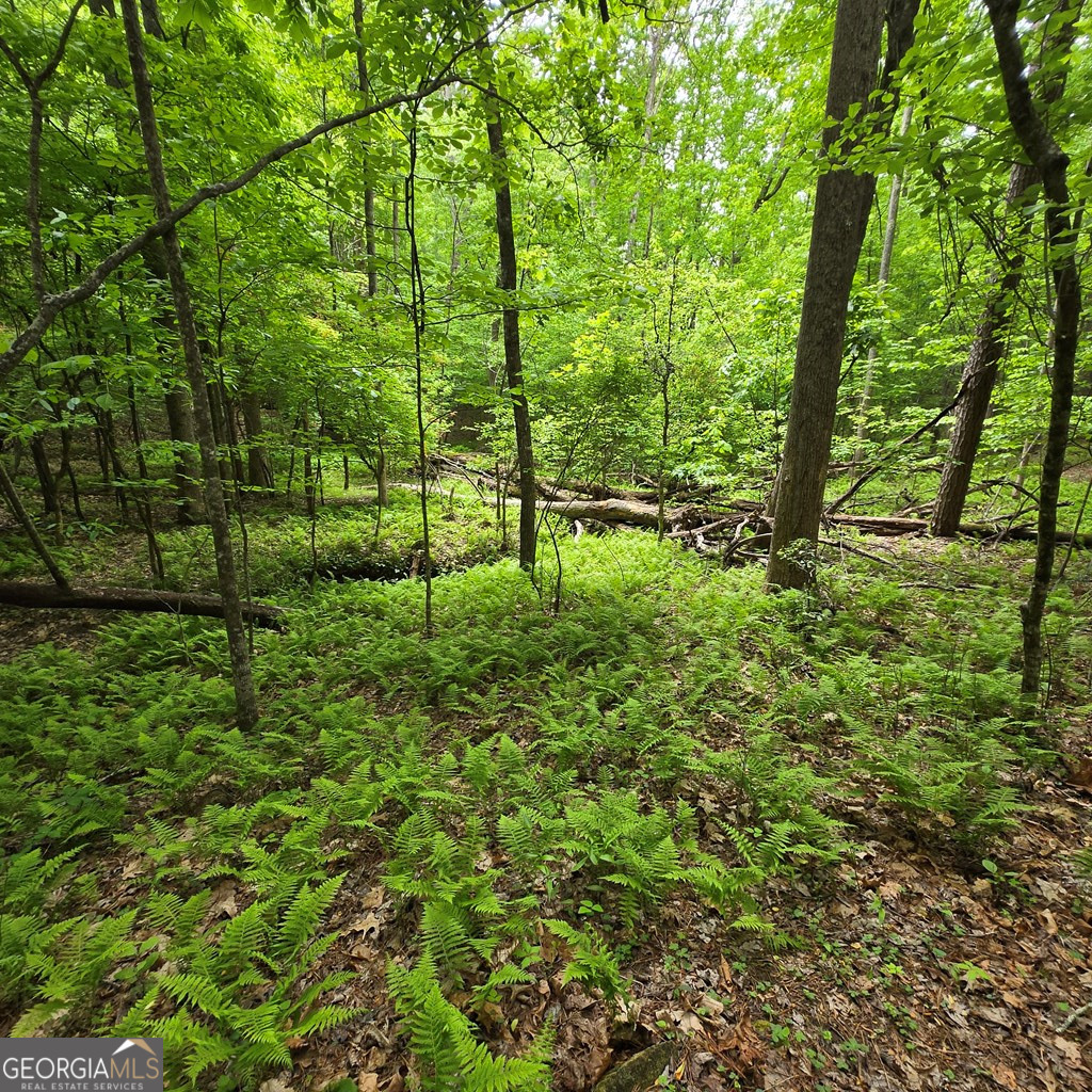 3.5acre Dusty Trail Property Photo 10