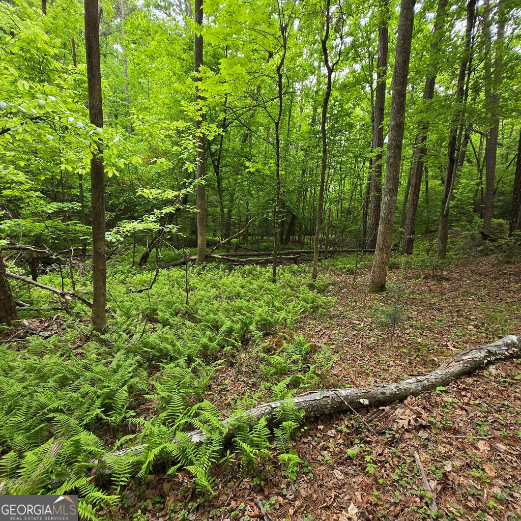 3.5acre Dusty Trail Property Photo 13