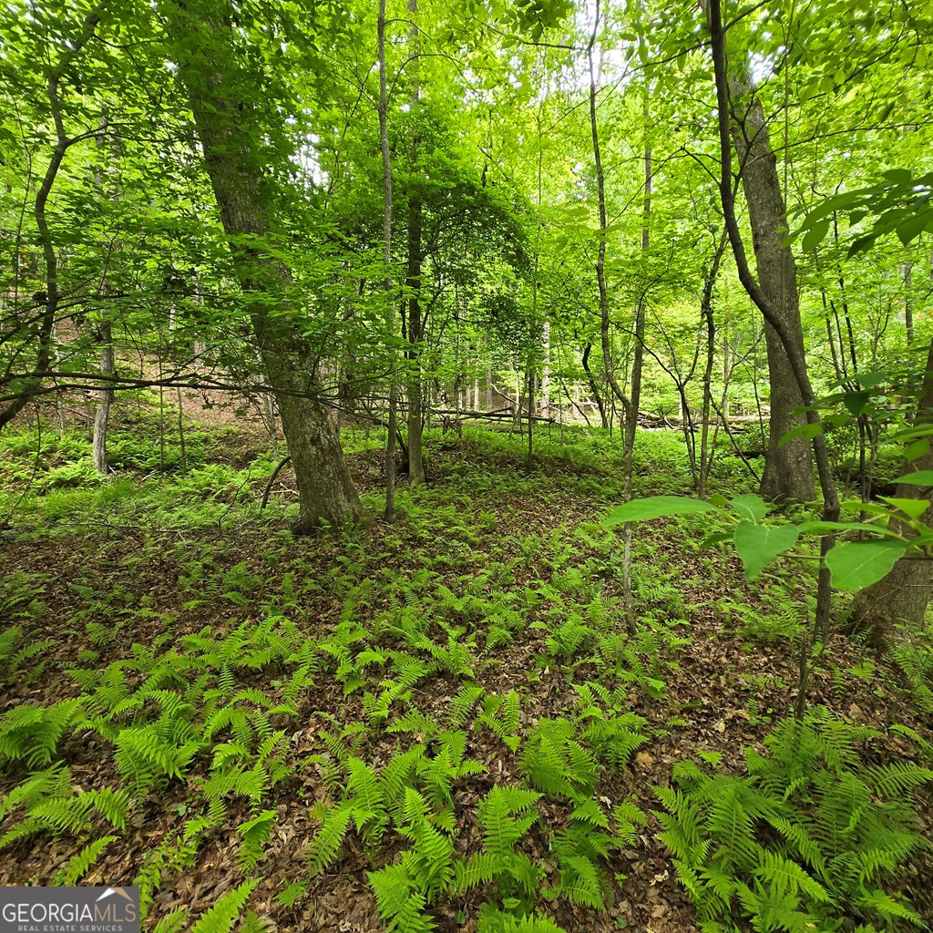 3.5acre Dusty Trail Property Photo 16