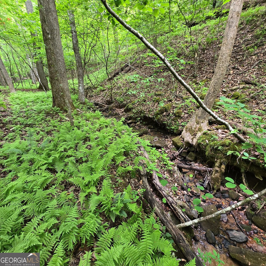 3.5acre Dusty Trail Property Photo 18