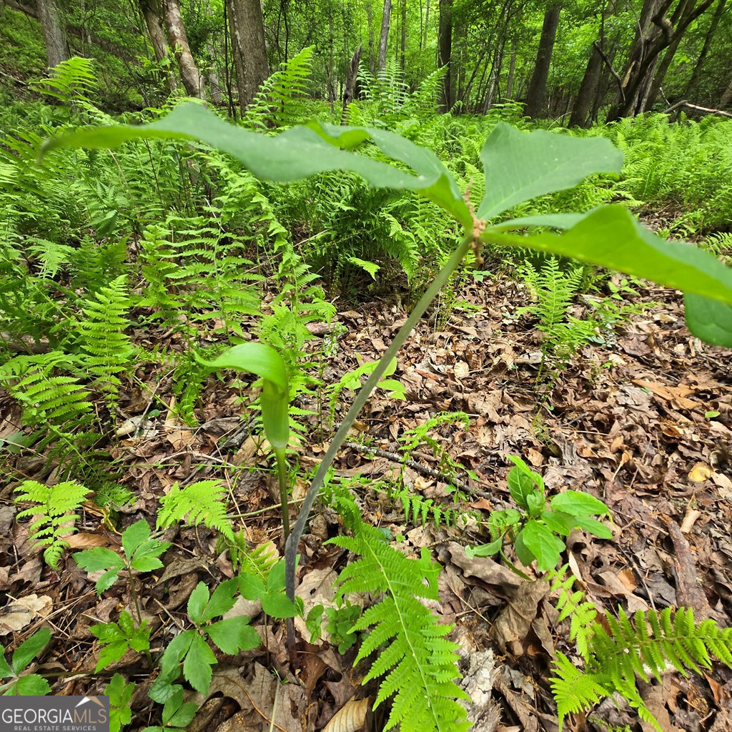 3.5acre Dusty Trail Property Photo 19