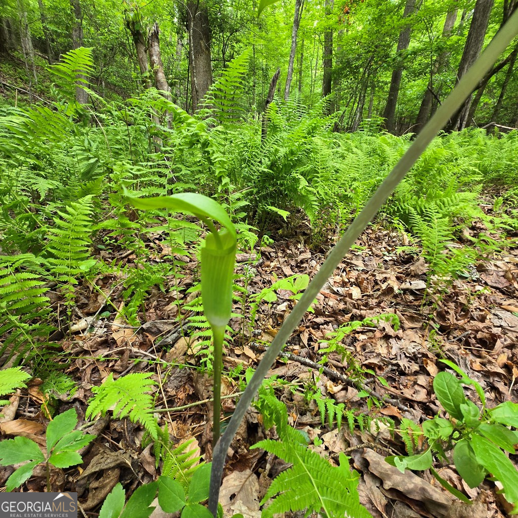 3.5acre Dusty Trail Property Photo 20