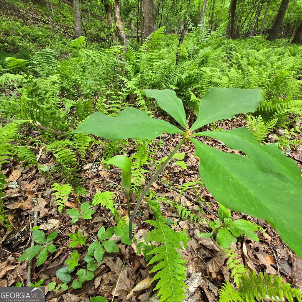 3.5acre Dusty Trail Property Photo 21