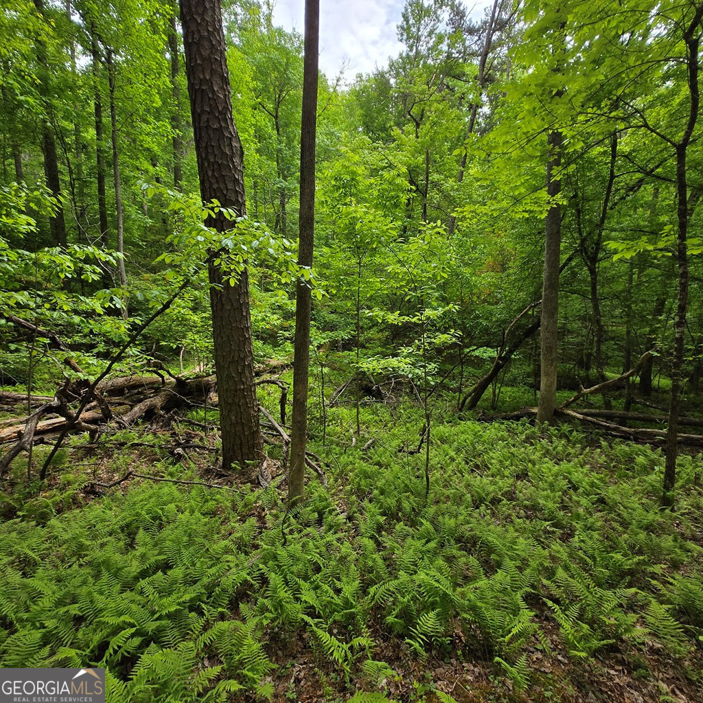 3.5acre Dusty Trail Property Photo 26