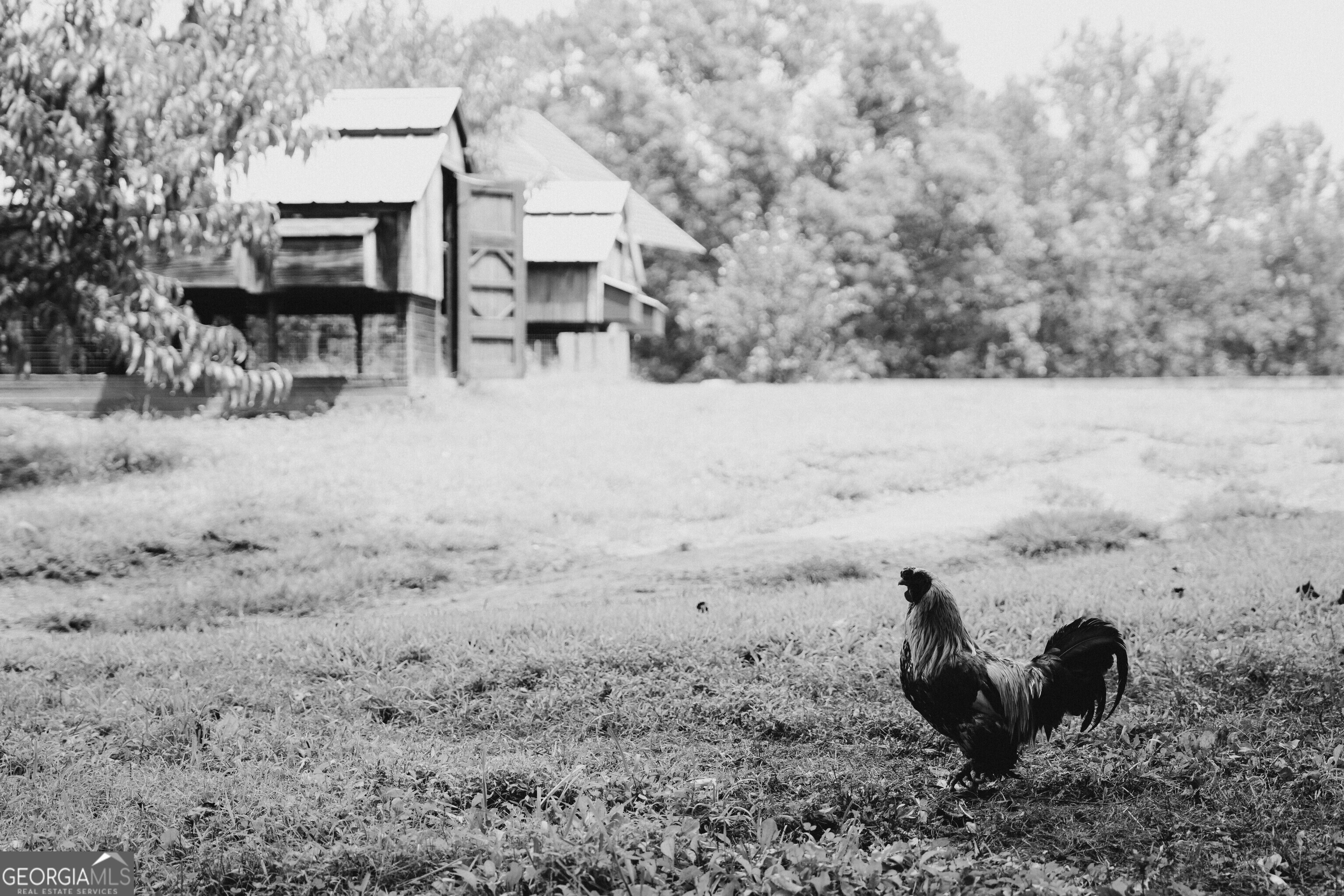 850 Preacher Campbell Road Property Photo 48