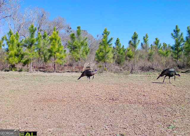 0 Neily Wagon Road Property Photo 17