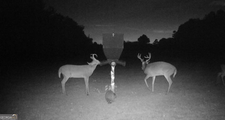 0 Neily Wagon Road Property Photo 19