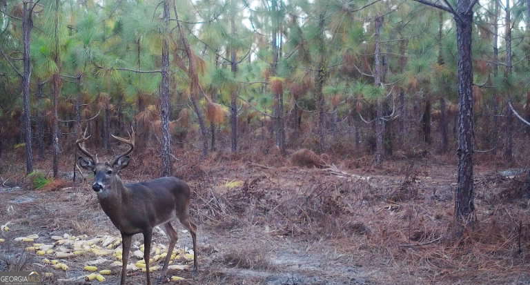 0 Neily Wagon Road Property Photo 20