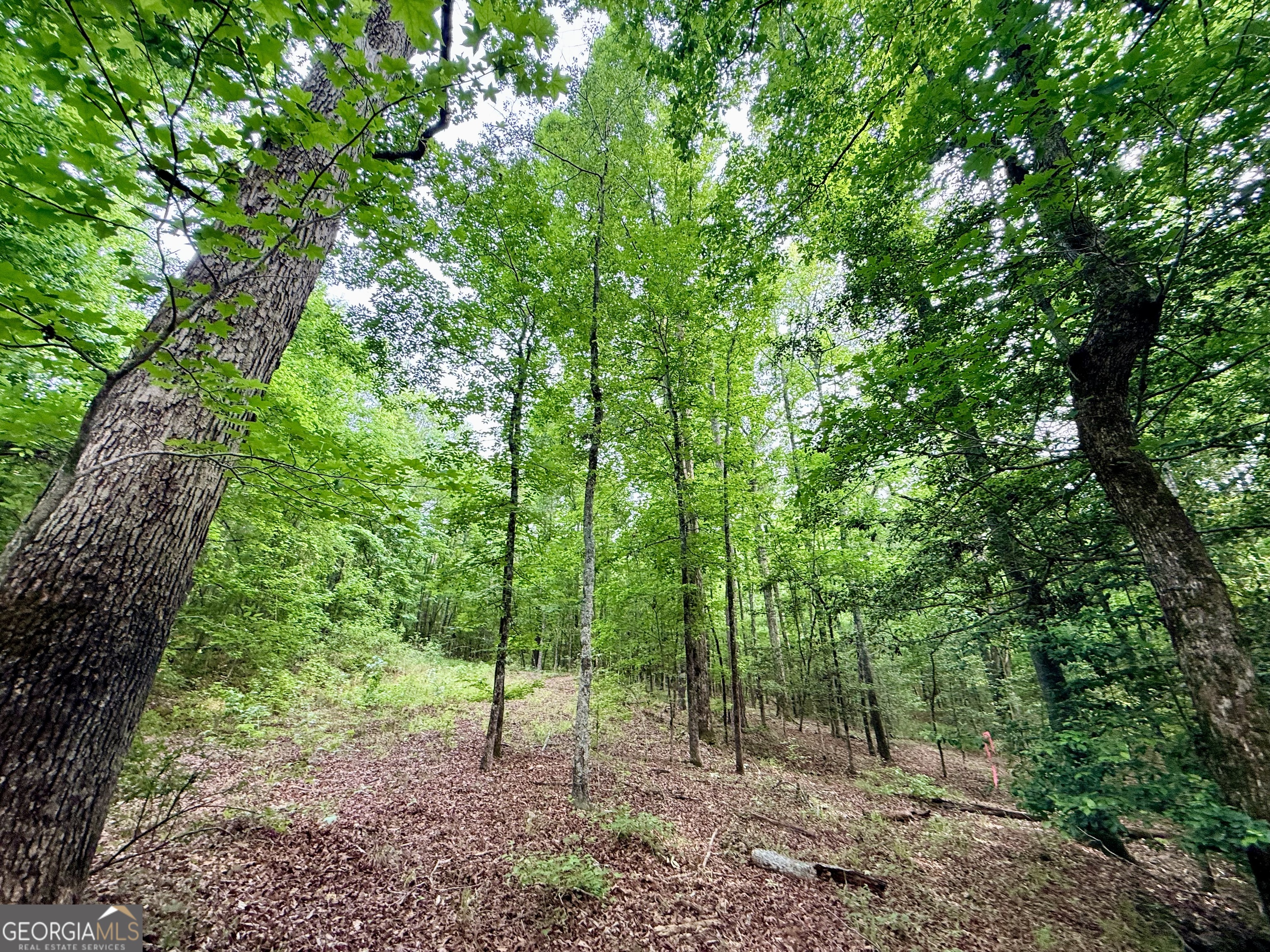 715 Fulsome Creek Road Property Photo 59