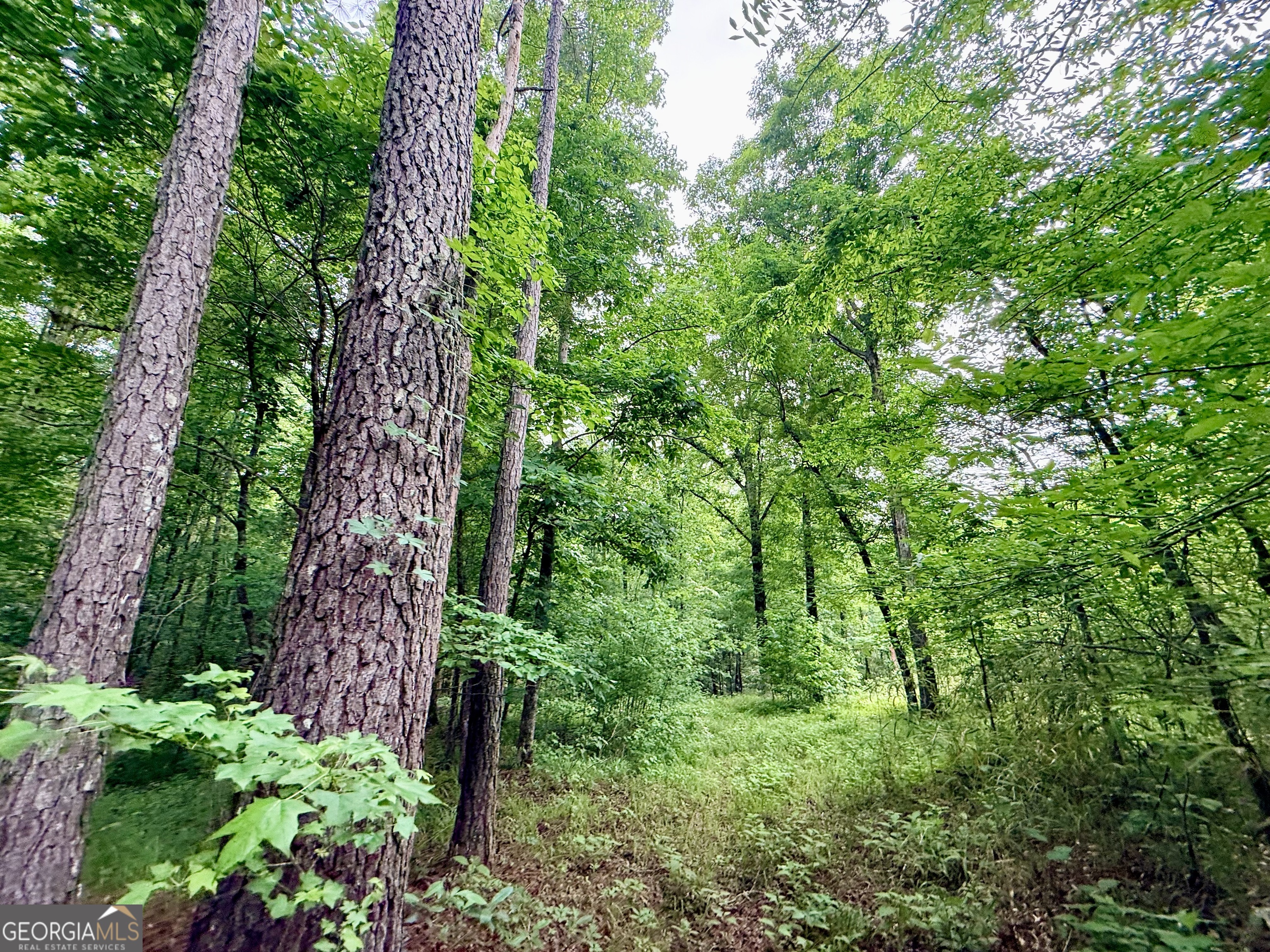 715 Fulsome Creek Road Property Photo 78
