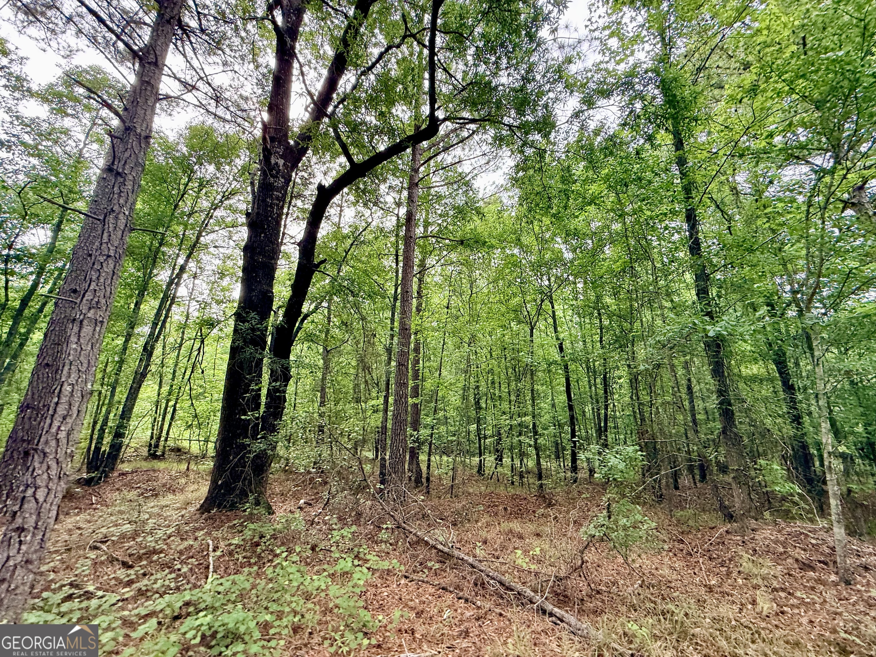 715 Fulsome Creek Road Property Photo 101
