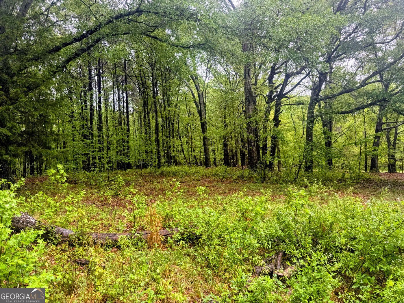 48.04 Acres Caldwell Road Property Photo 3