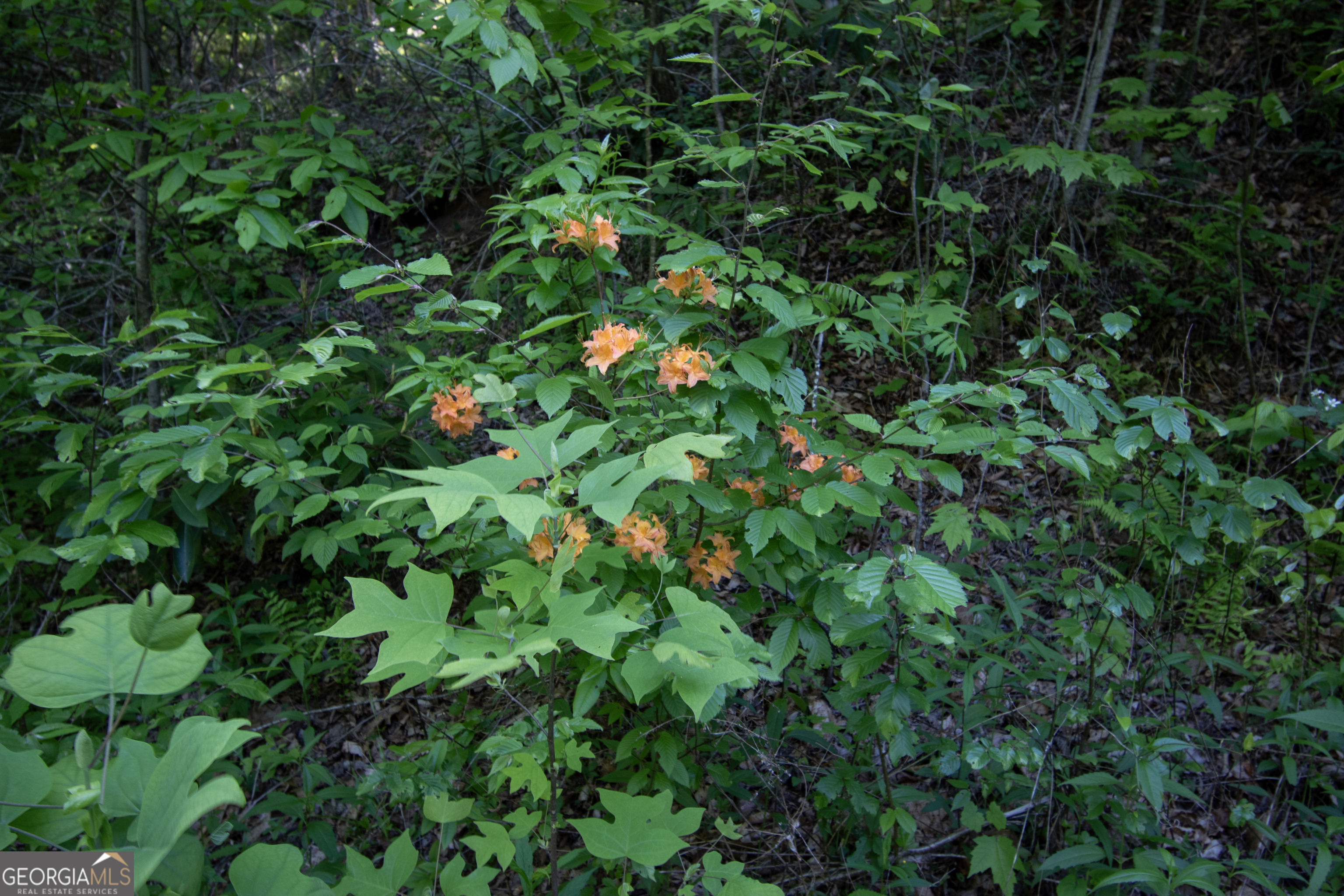 0 Walnut Cove Branch Road Property Photo 9