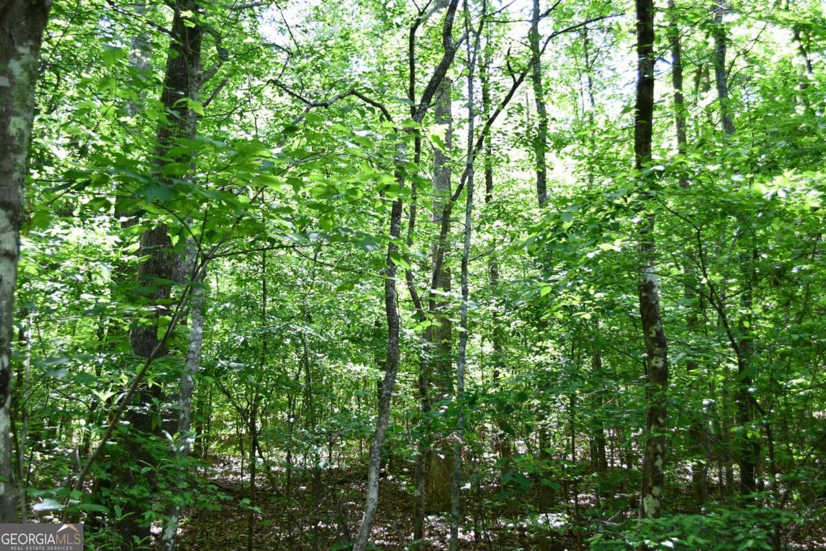 00001 Wilson Road Property Photo 17