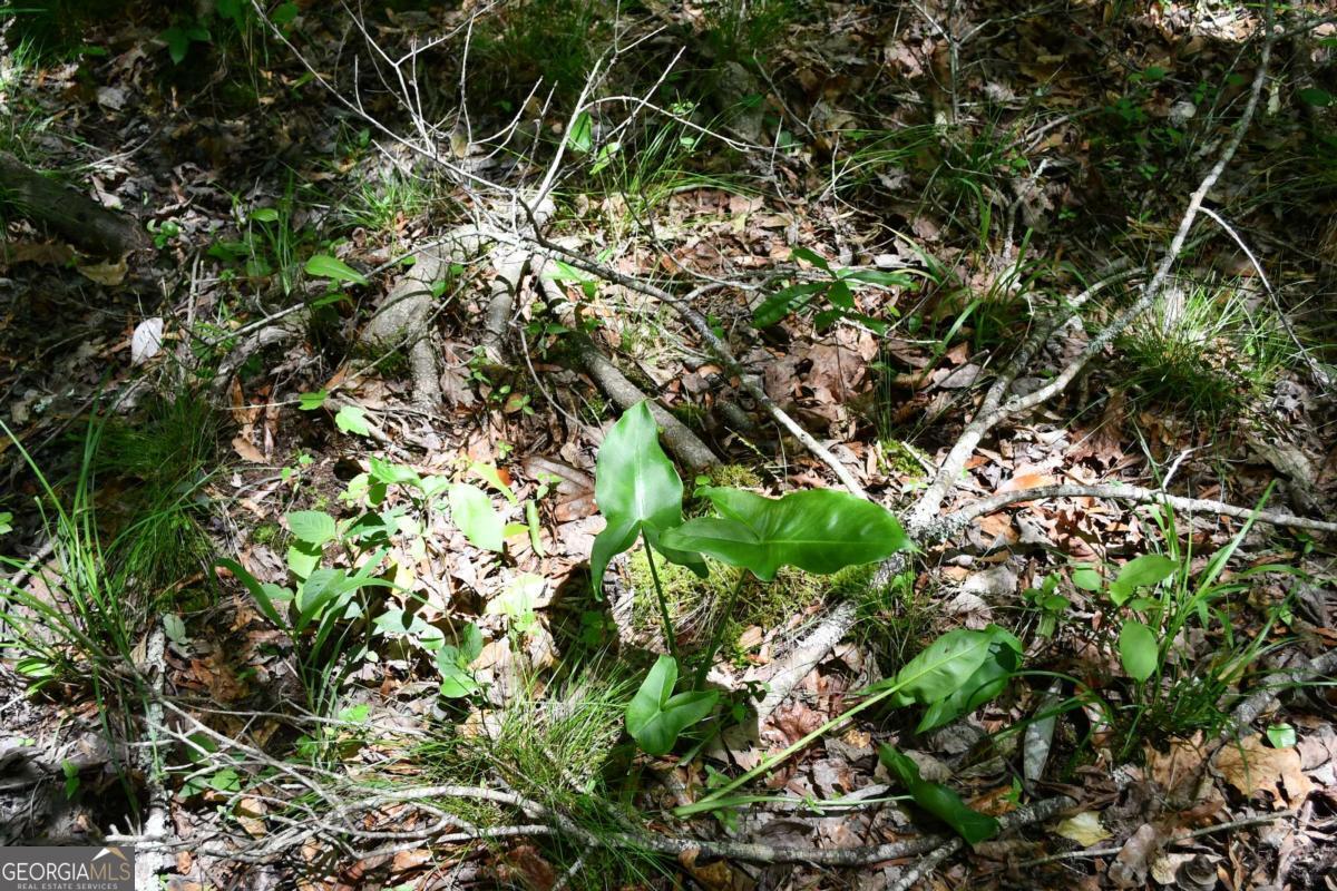 00001 Wilson Road Property Photo 25