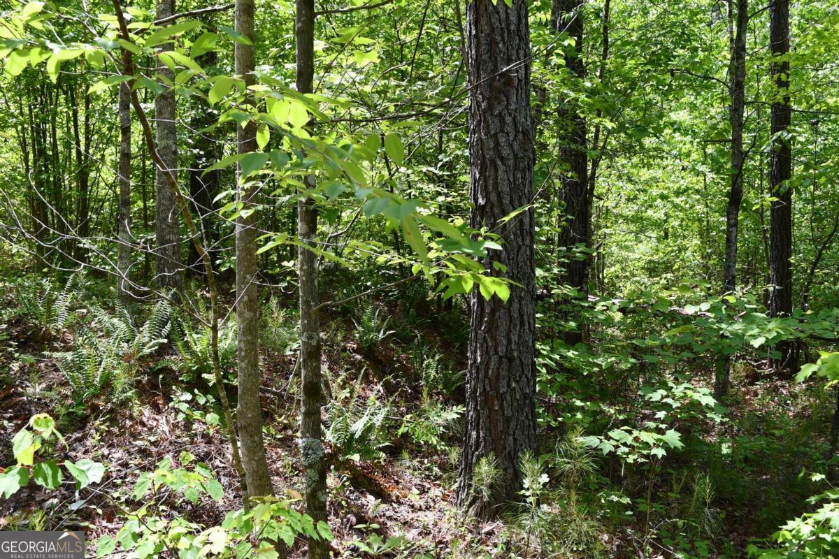 00001 Wilson Road Property Photo 38