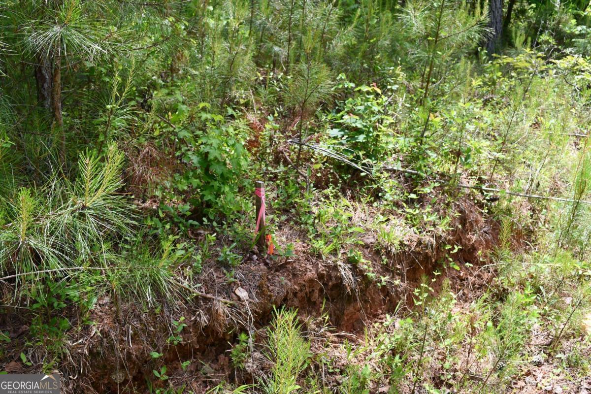 00001 Wilson Road Property Photo 39