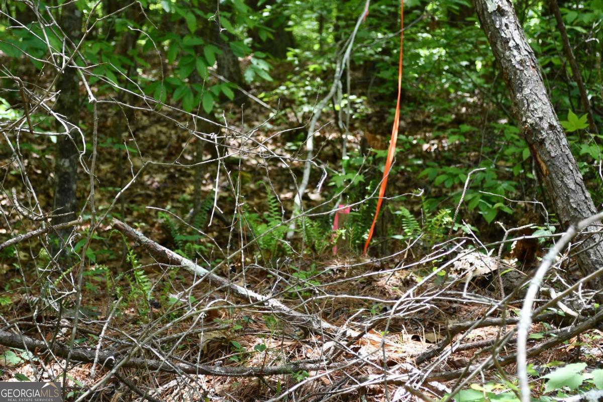 00001 Wilson Road Property Photo 41