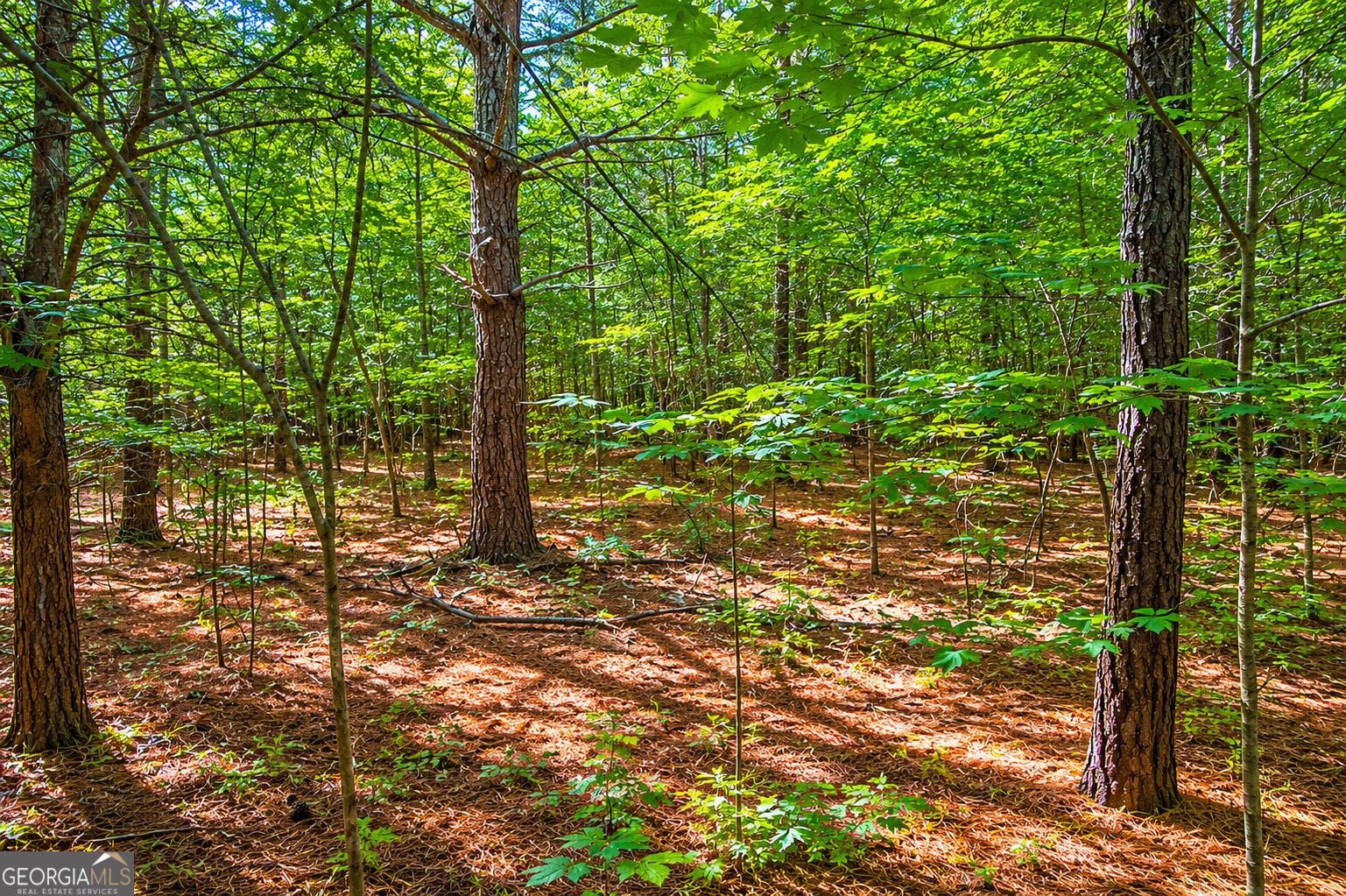 5.5 Acres Bronco Road Property Photo 2