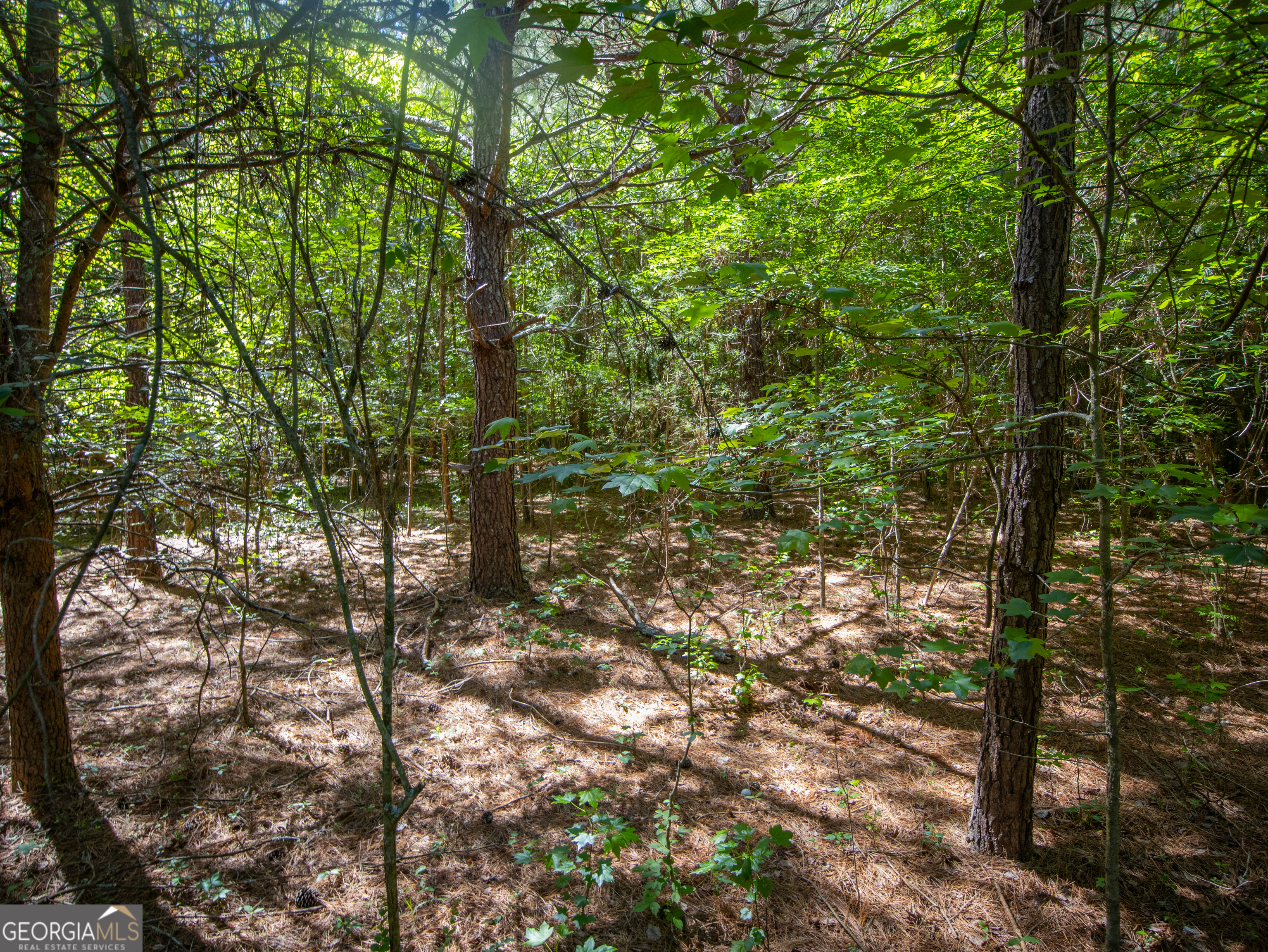 5.5 Acres Bronco Road Property Photo 5