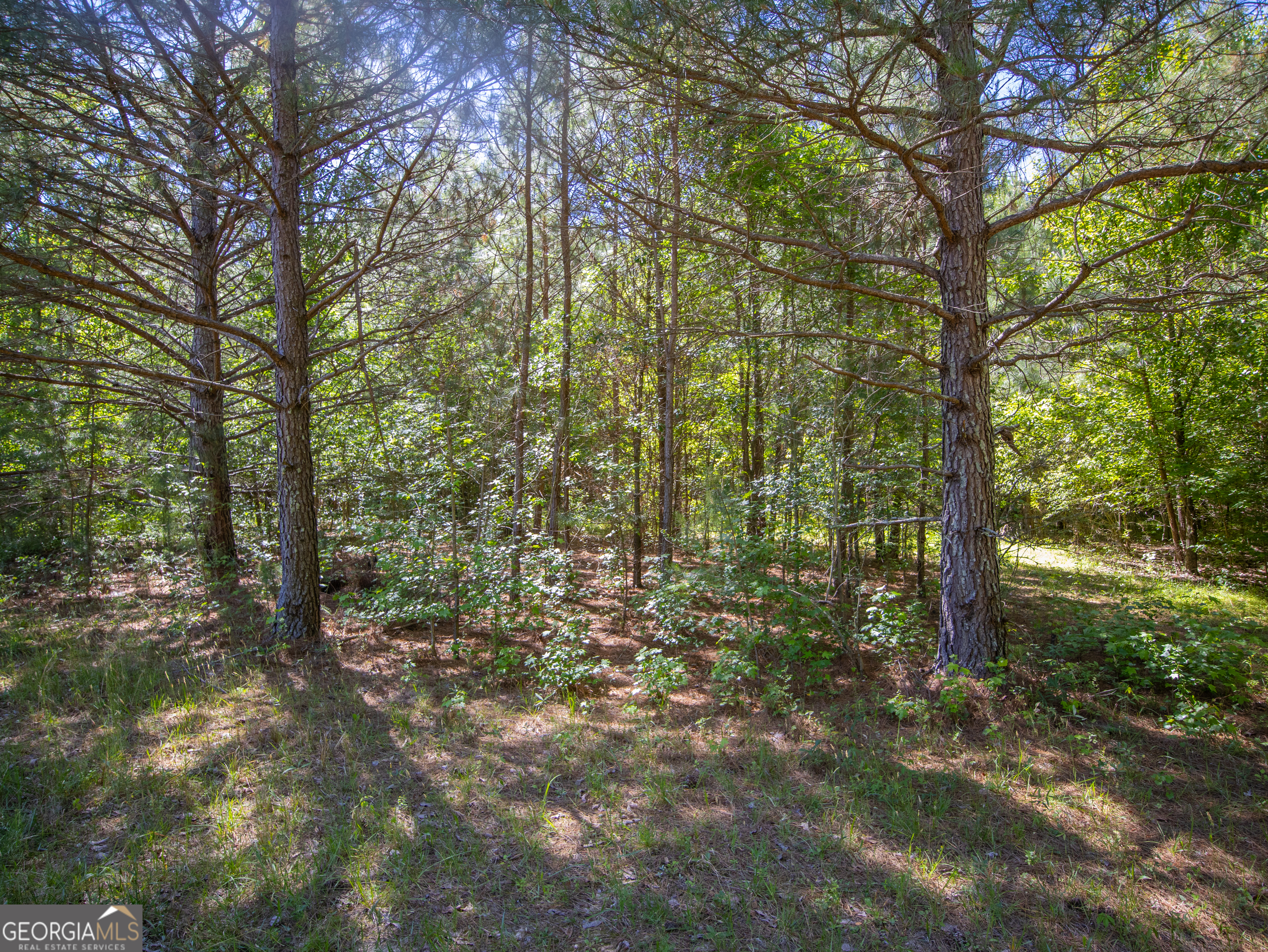5.5 Acres Bronco Road Property Photo 6