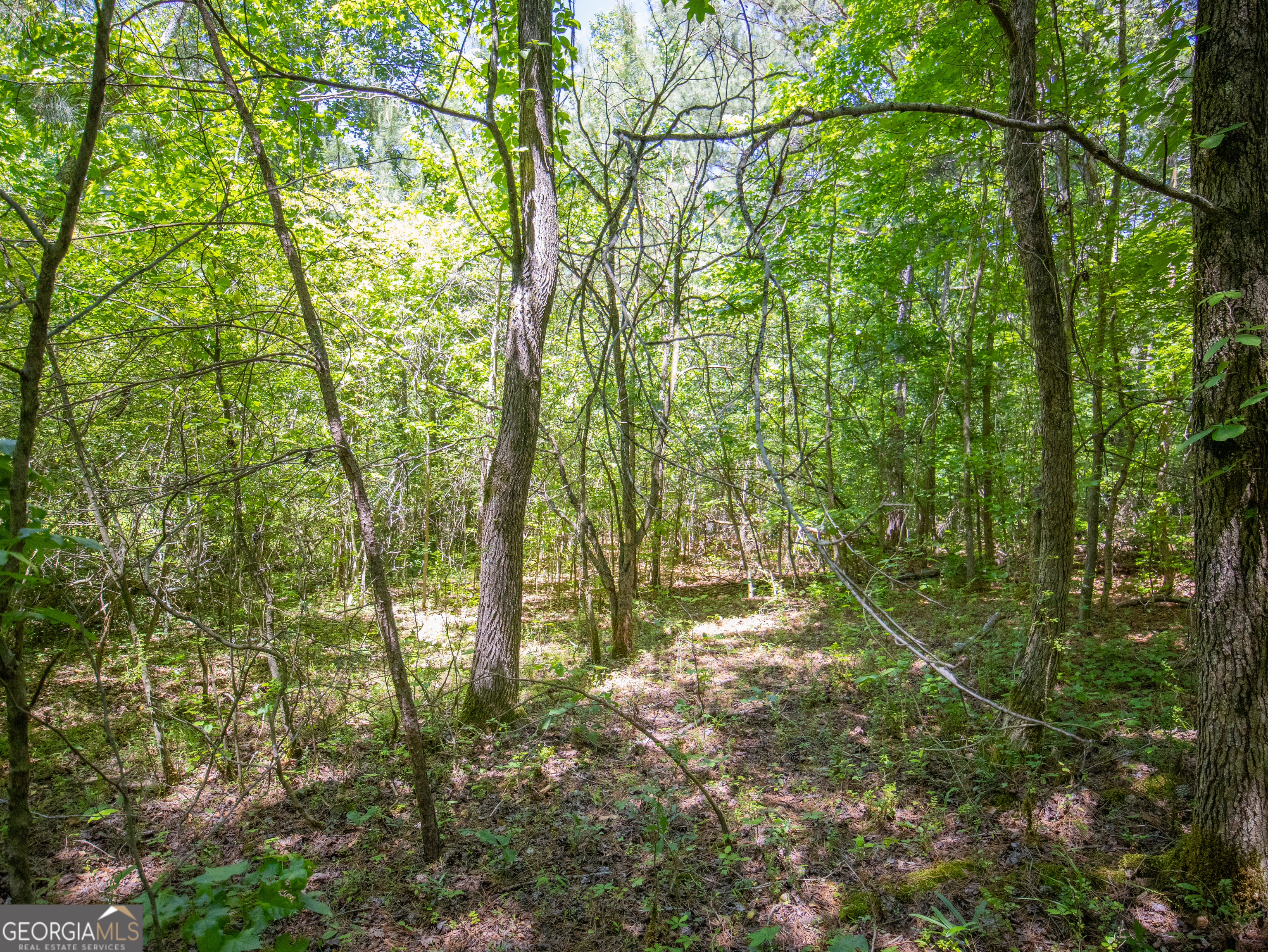 5.5 Acres Bronco Road Property Photo 9