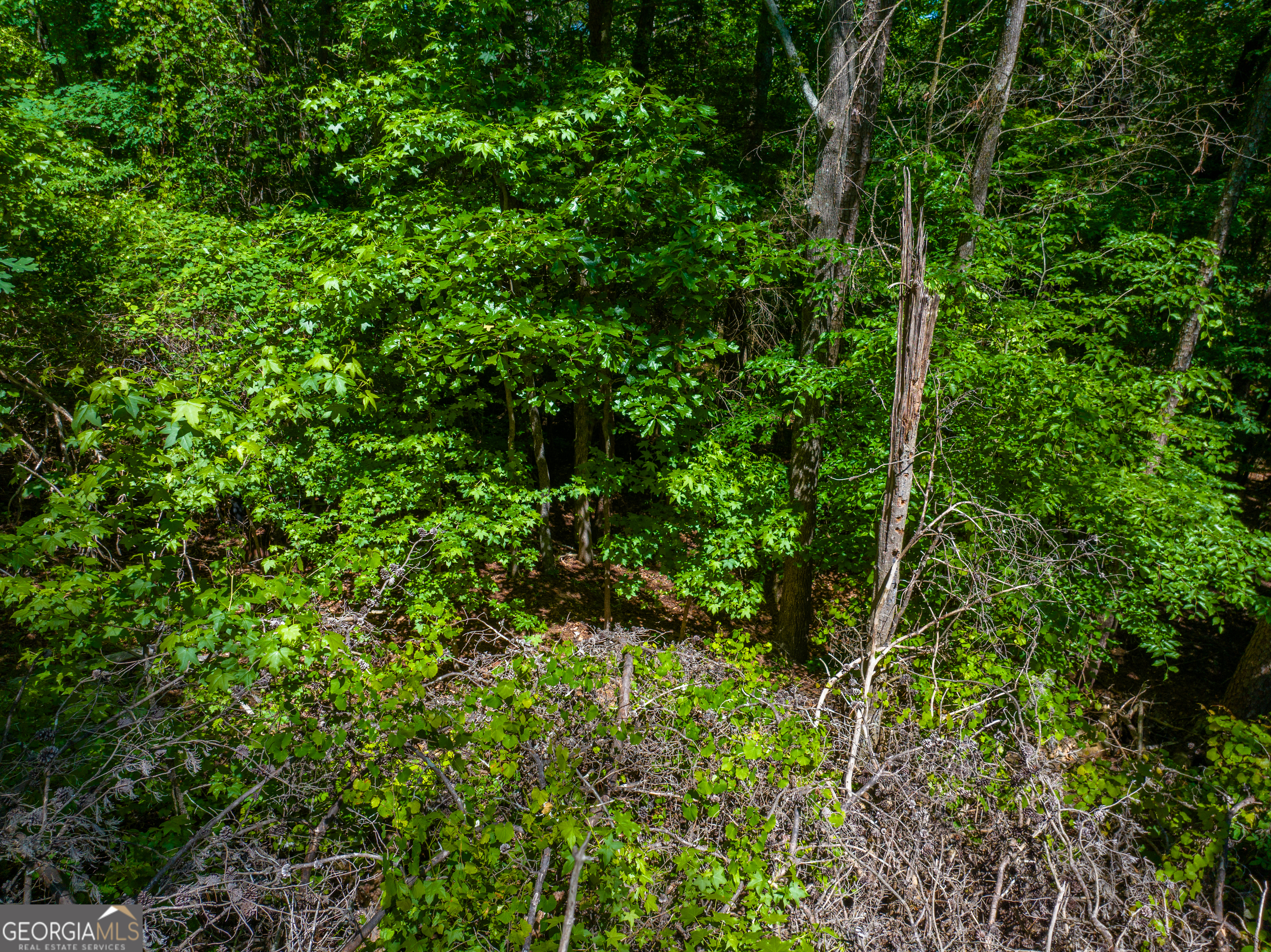 5.5 Acres Bronco Road Property Photo 14