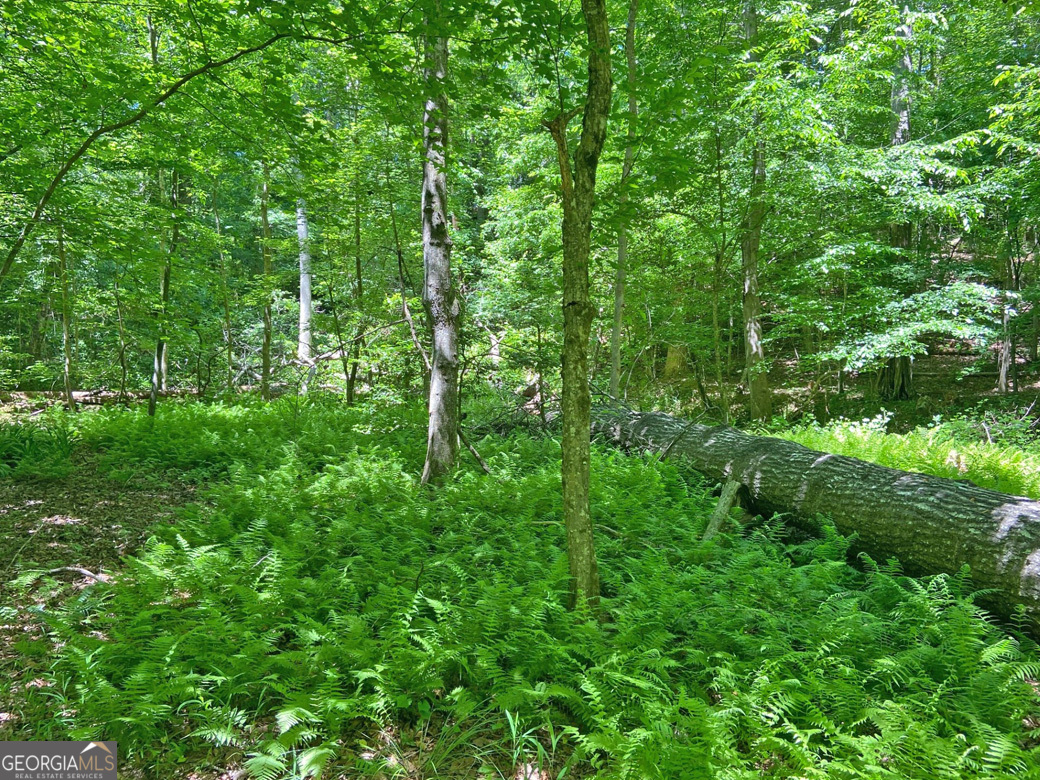 0 Hickory Nut Trail Property Photo 4