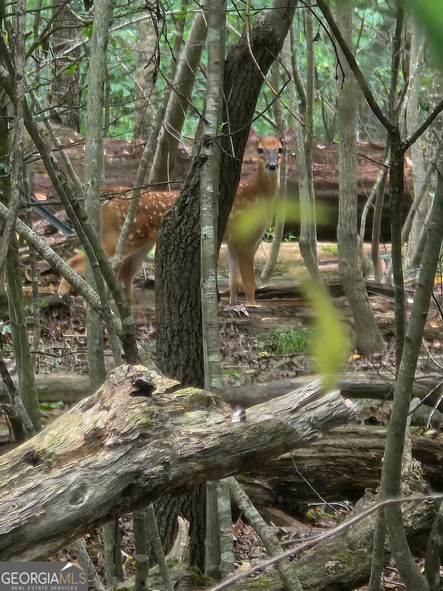 39.87 Acres Irby Road Property Photo 6