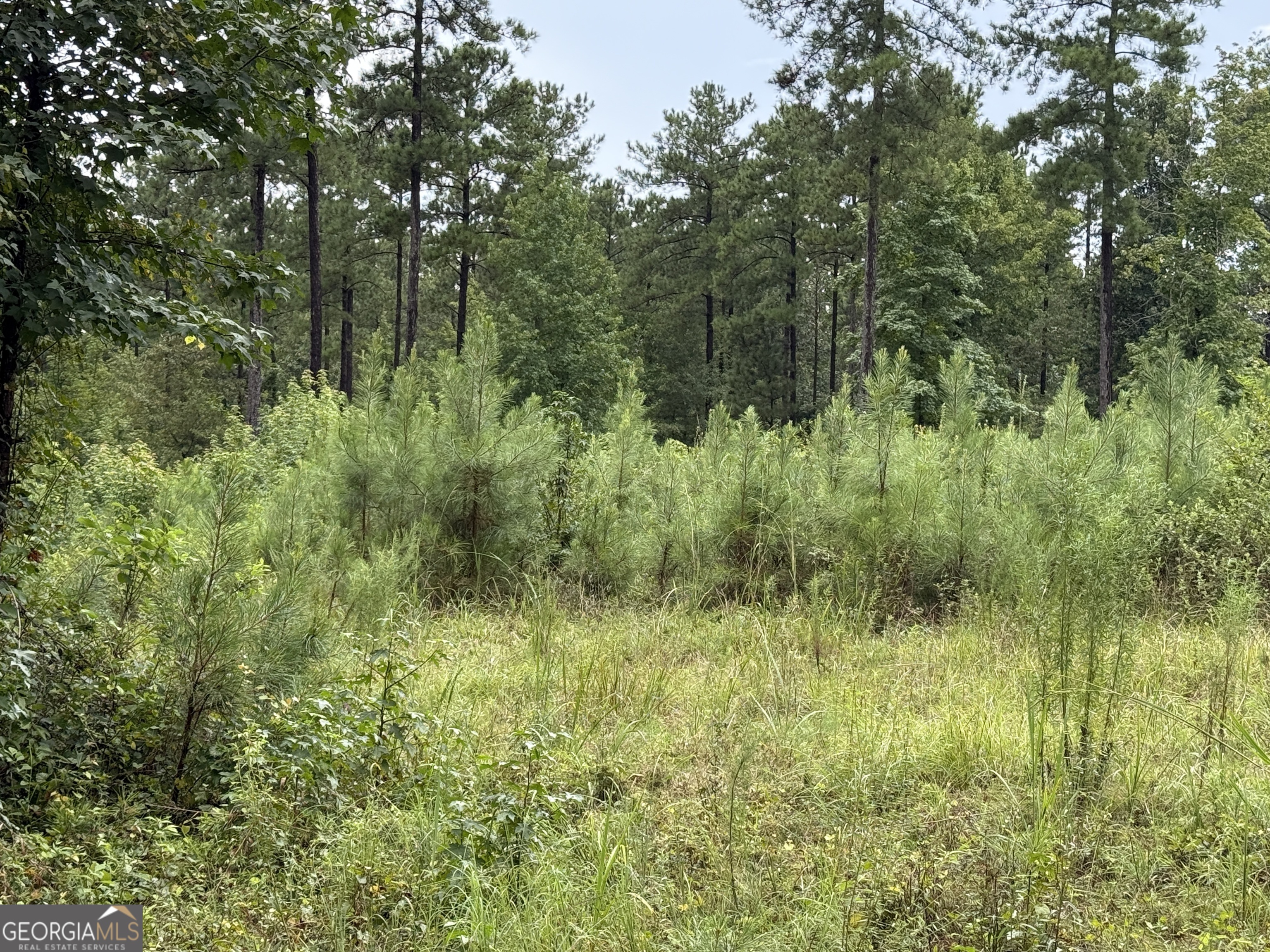 39.87 Acres Irby Road Property Photo 26
