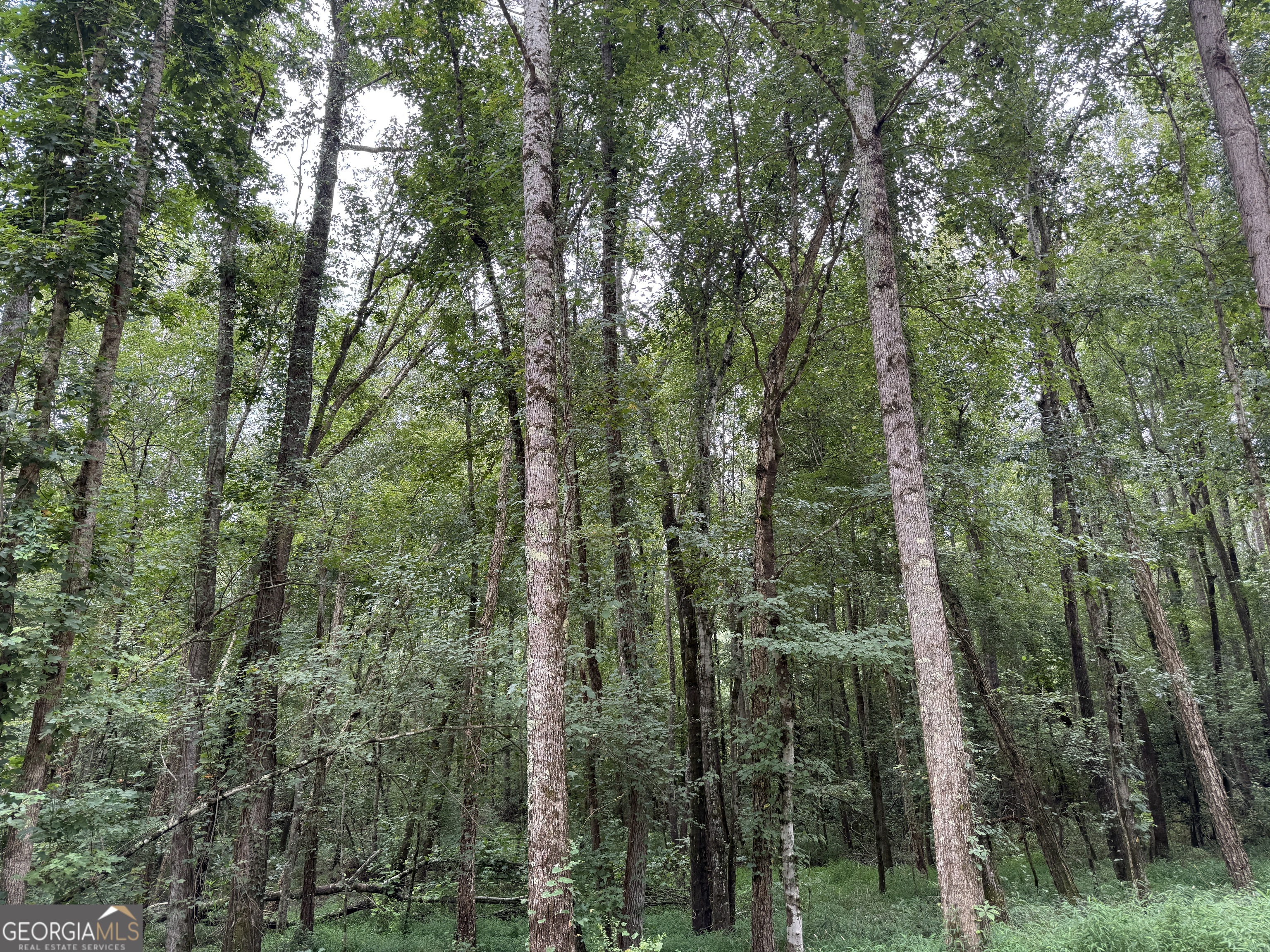 39.87 Acres Irby Road Property Photo 41