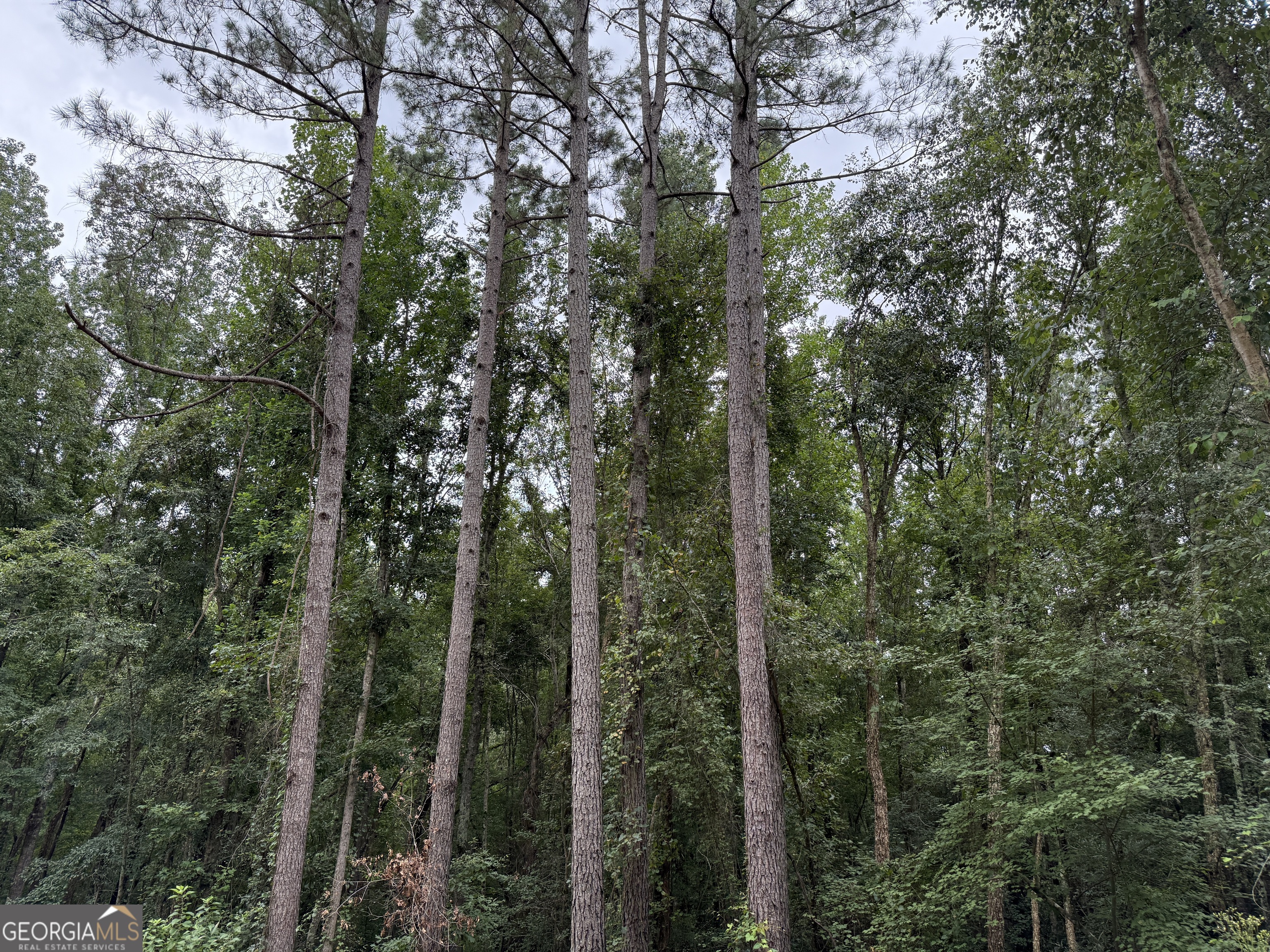 39.87 Acres Irby Road Property Photo 47