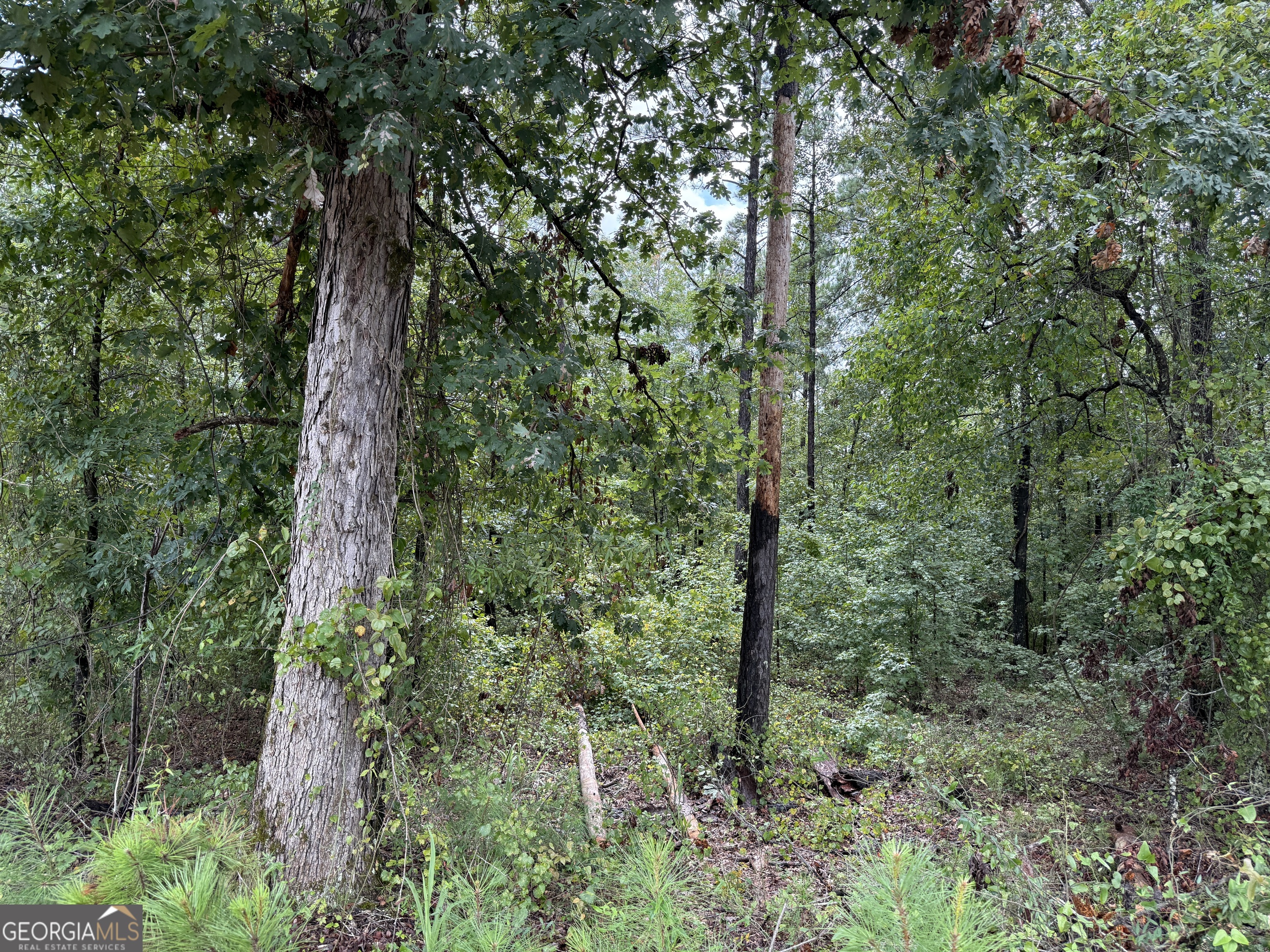 39.87 Acres Irby Road Property Photo 48