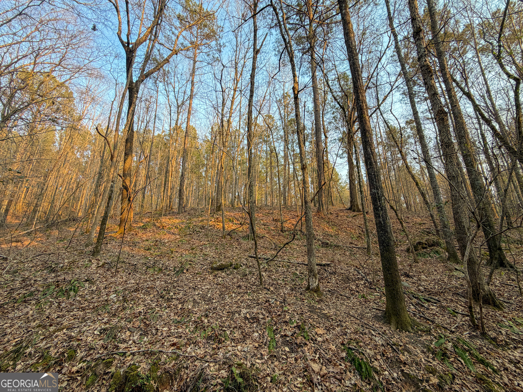 117 +/- Acres On Mccosh Mill Road Property Photo 15