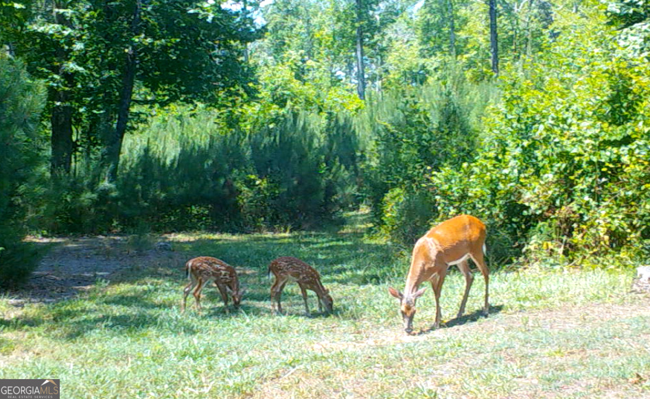 0 Lindsey Lake Road Property Photo 5