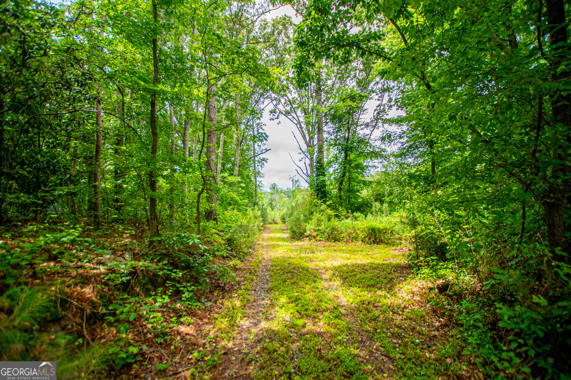 0 Lindsey Lake Road Property Photo 6