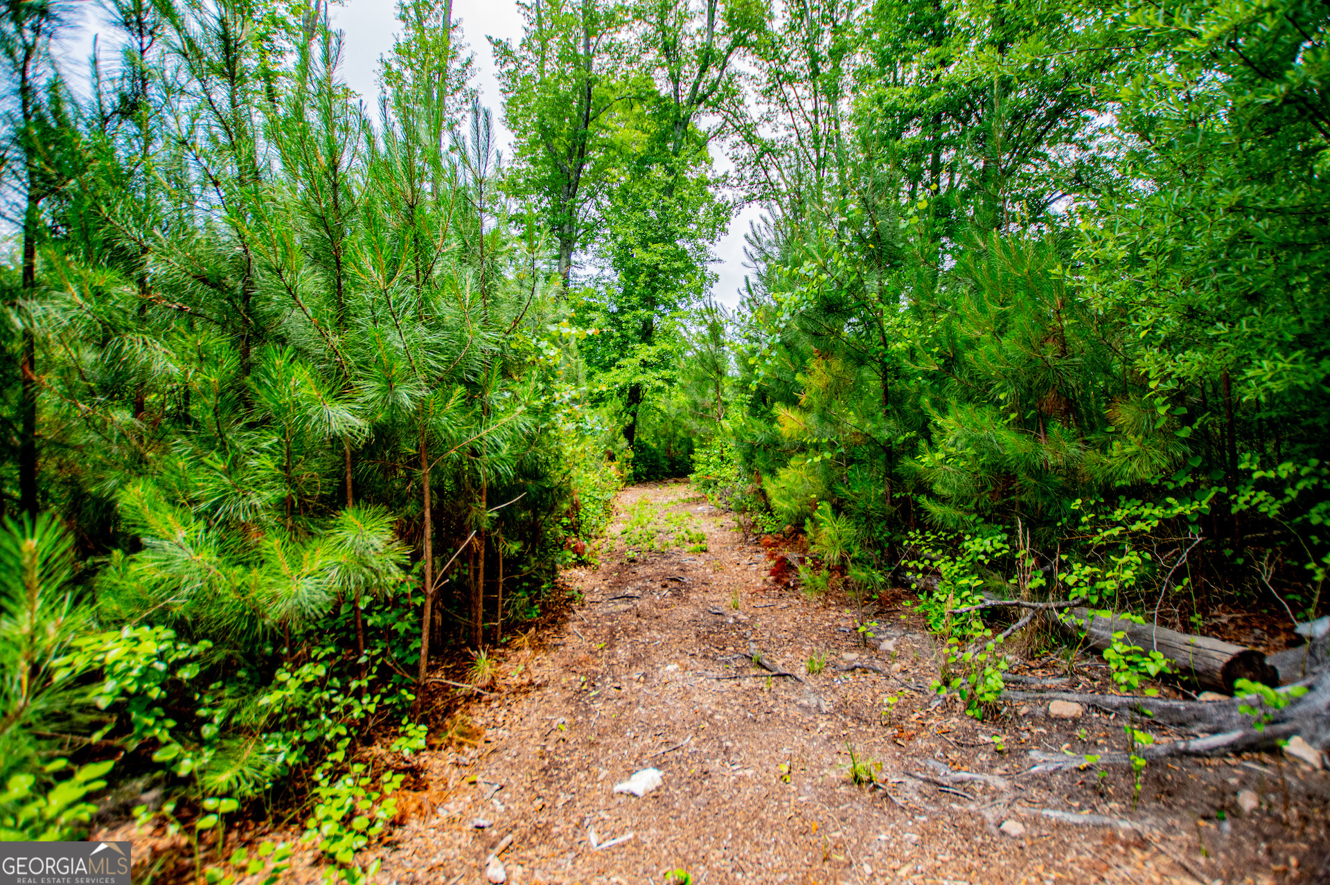 0 Lindsey Lake Road Property Photo 9