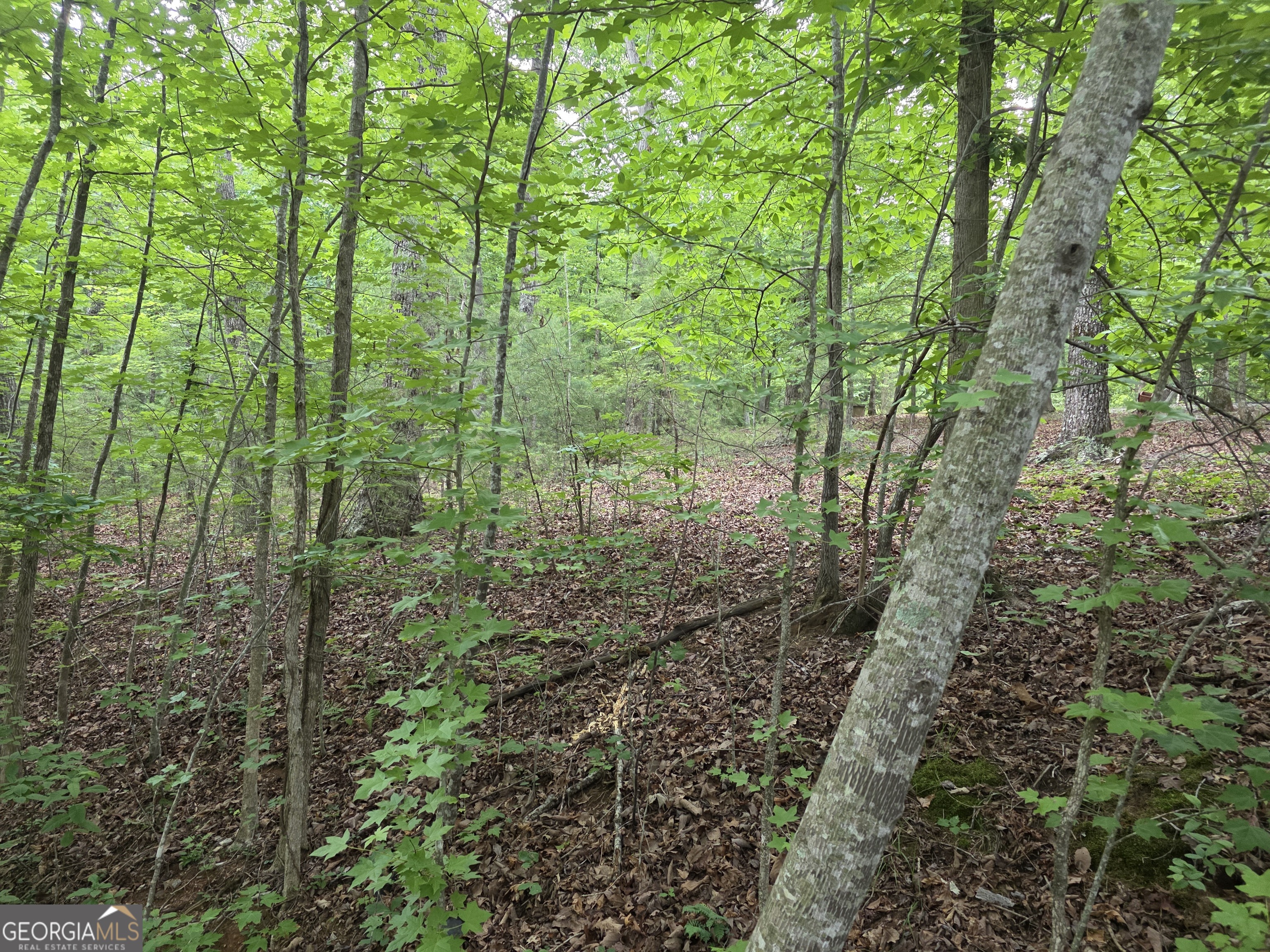 2 LOTS Oak Forest